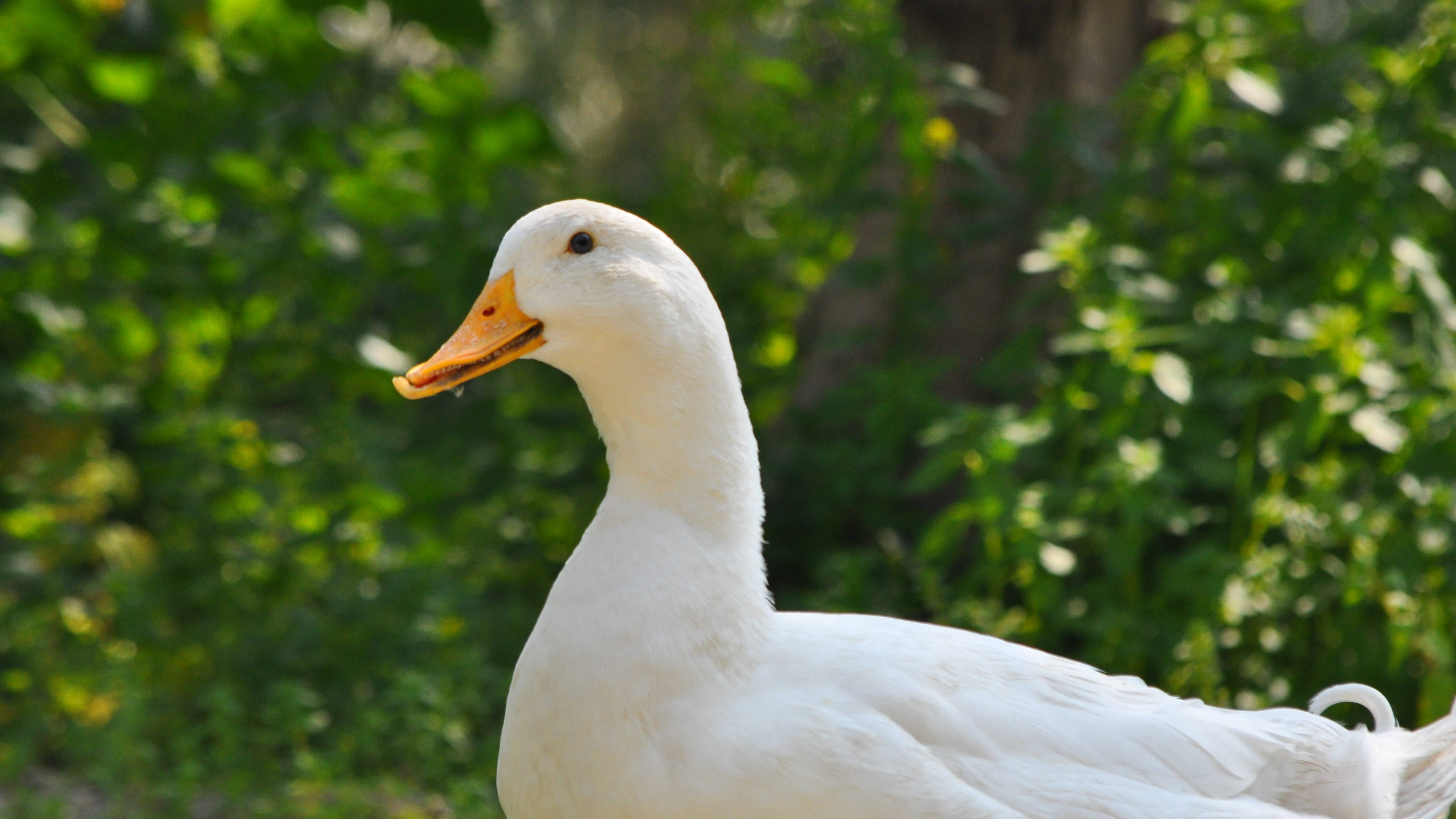 White Duck 桌布 壁紙 — 一隻純潔的白鴨，有著橙色的喙，站在明亮的陽光下，以茂密的綠色樹葉為背景。