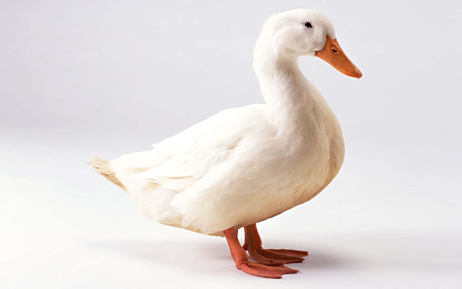 Cute Duck 桌布 壁紙 — 一隻純潔的白鴨，有著橙色的喙和腳，站在無縫的白色工作室背景前。