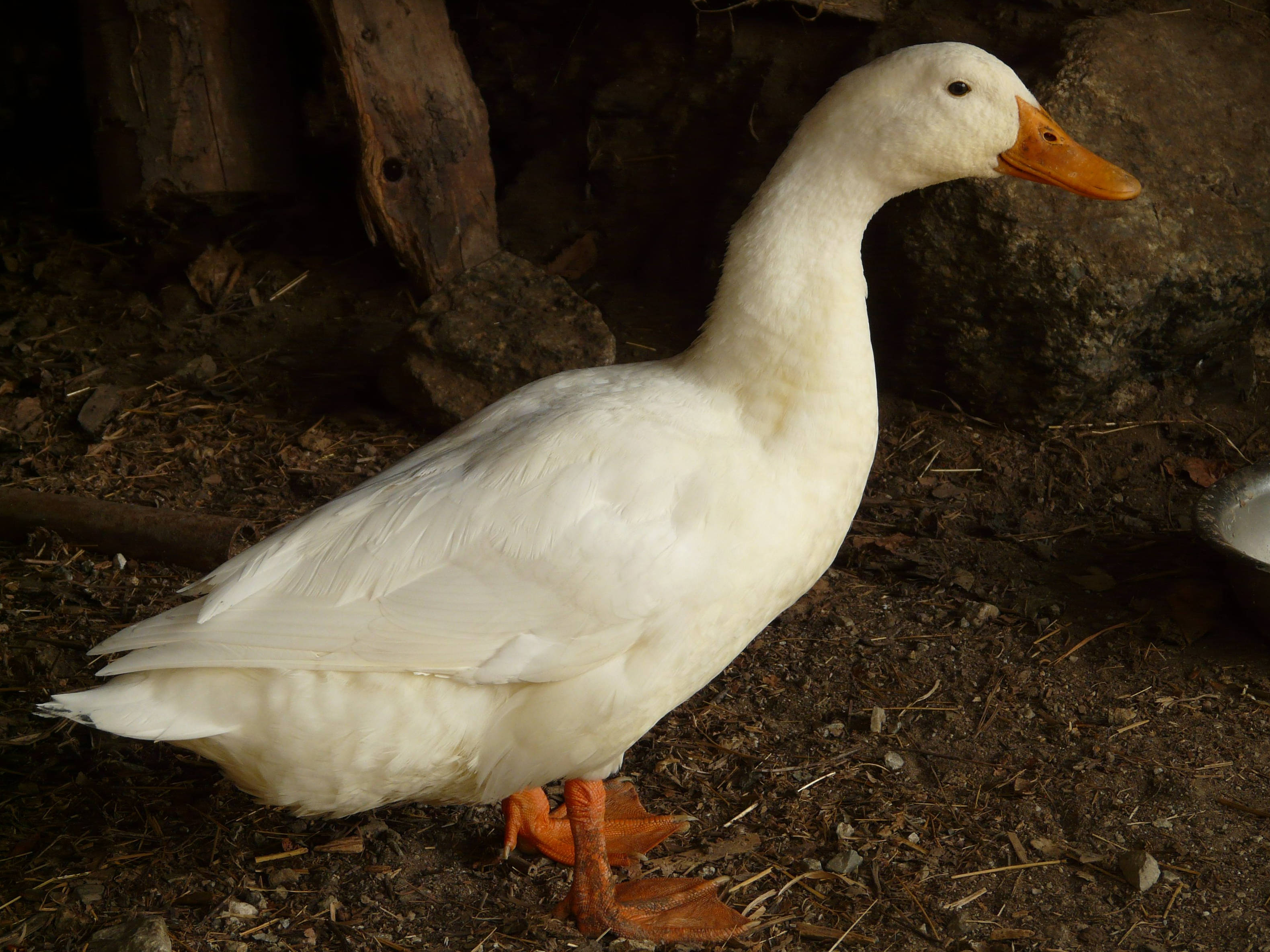 White Duck 桌布 壁紙 — 一隻純潔的白鴨，有著橙色的喙和腳，警覺地站在深色泥土上，旁邊是風化的木頭和岩石。