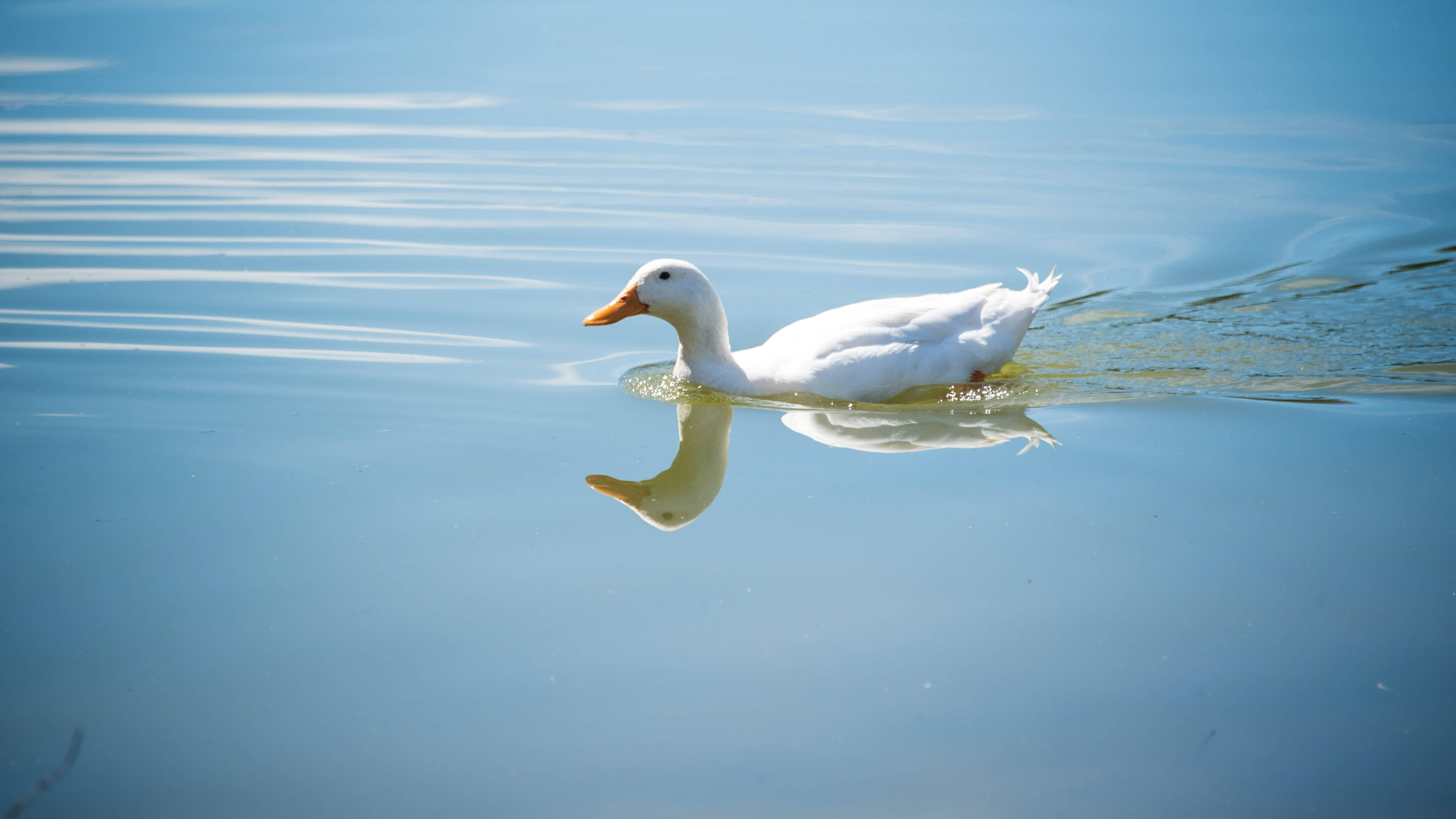 White Duck 桌布 壁紙 — 一隻純潔的白鴨在平靜的藍色水面上輕輕滑行，留下輕柔的漣漪和清晰的倒影。
