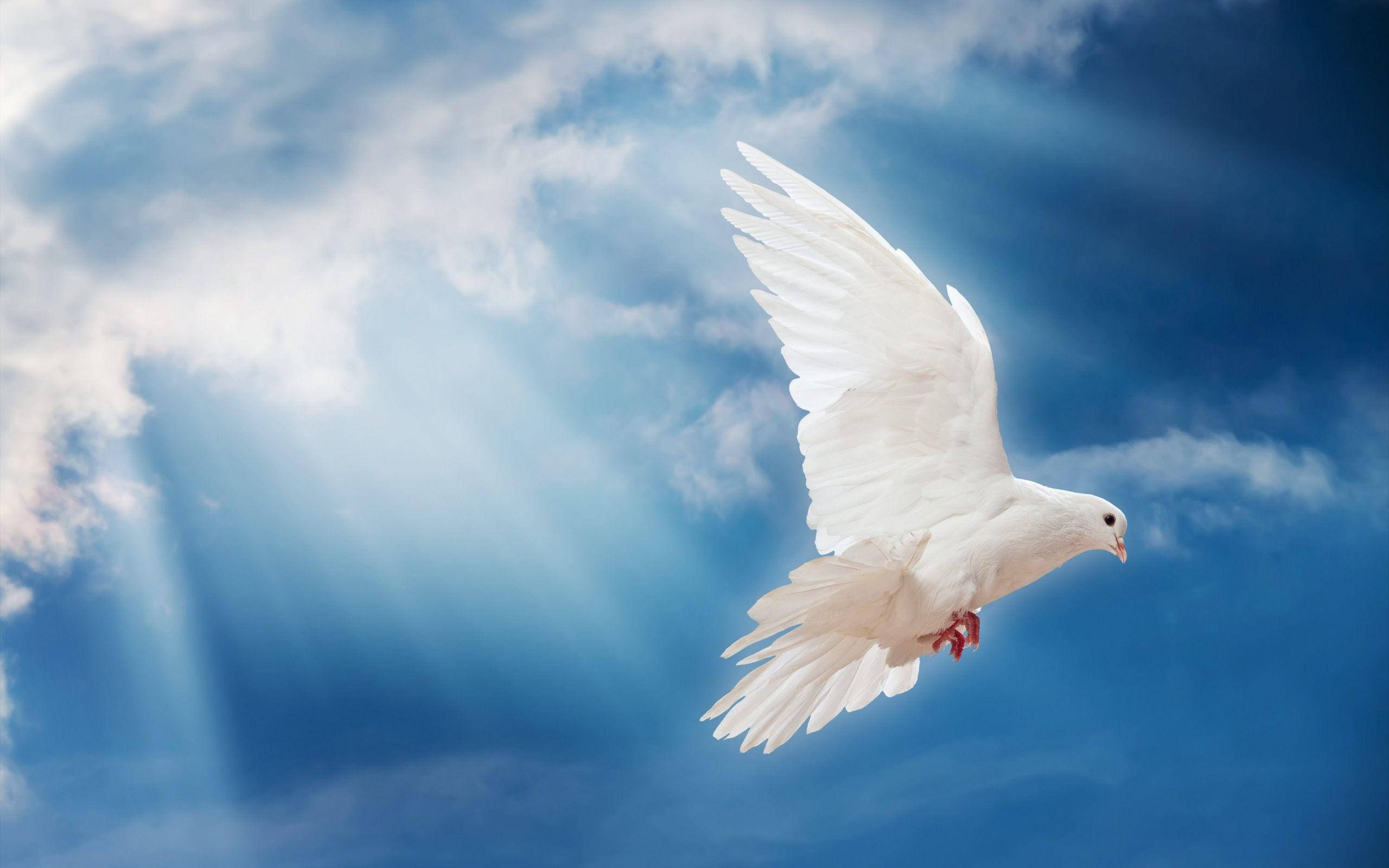Dove 桌布 壁紙 — 一隻純潔的白鴿優雅地翱翔在充滿活力的藍天中，陽光穿透蓬鬆的雲層。