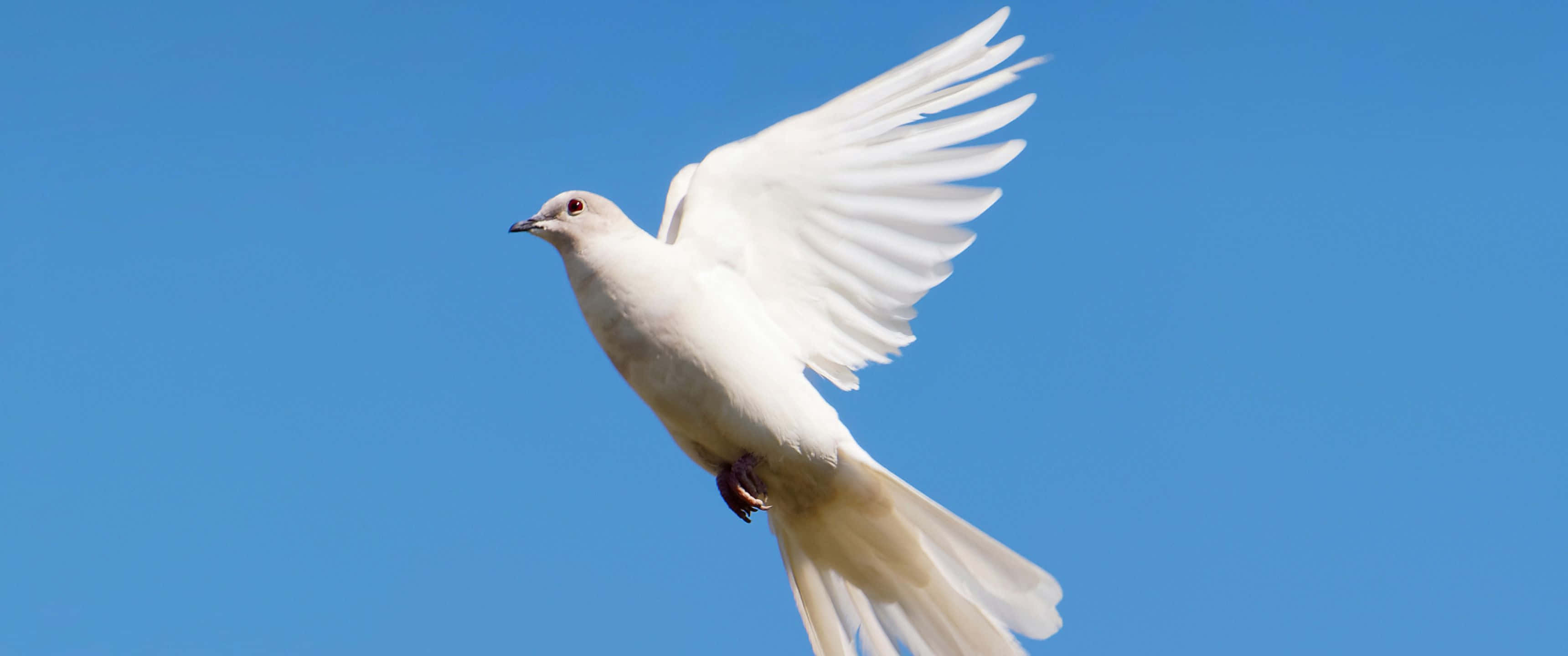動物 桌布 壁紙 — 一隻純潔的白鴿在清澈的藍天下優雅地翱翔，翅膀完全展開。