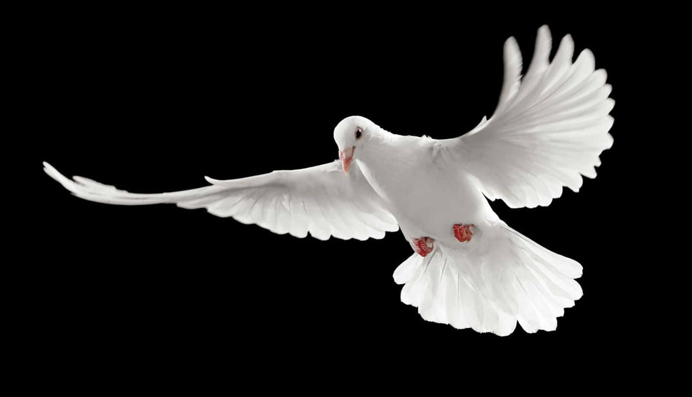 pigeon 桌布 壁紙 — 一隻純潔的白鴿在漆黑的背景下優雅地翱翔，翅膀完全展開。
