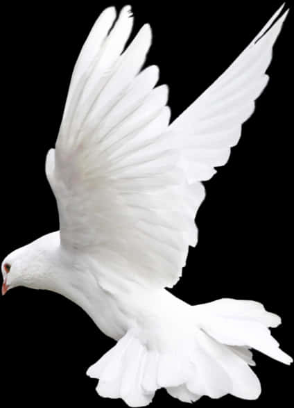 Pigeon 桌布 壁紙 — 一隻純潔的白鴿在漆黑的背景下展翅翱翔。