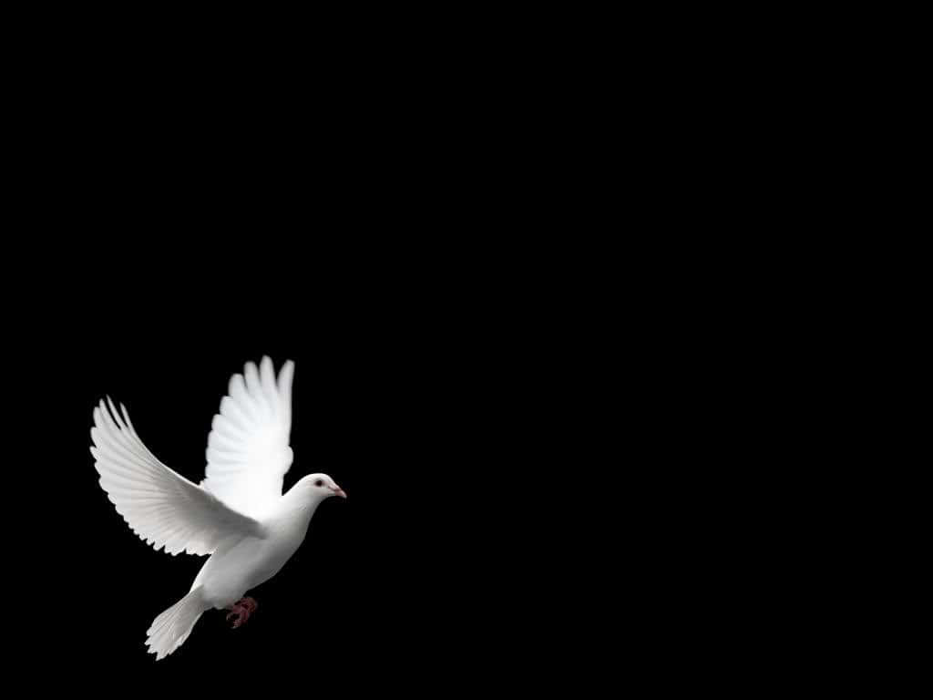 Dove 桌布 壁紙 — 一隻純潔的白鴿在漆黑的虛空中優雅翱翔，雙翼完全展開。