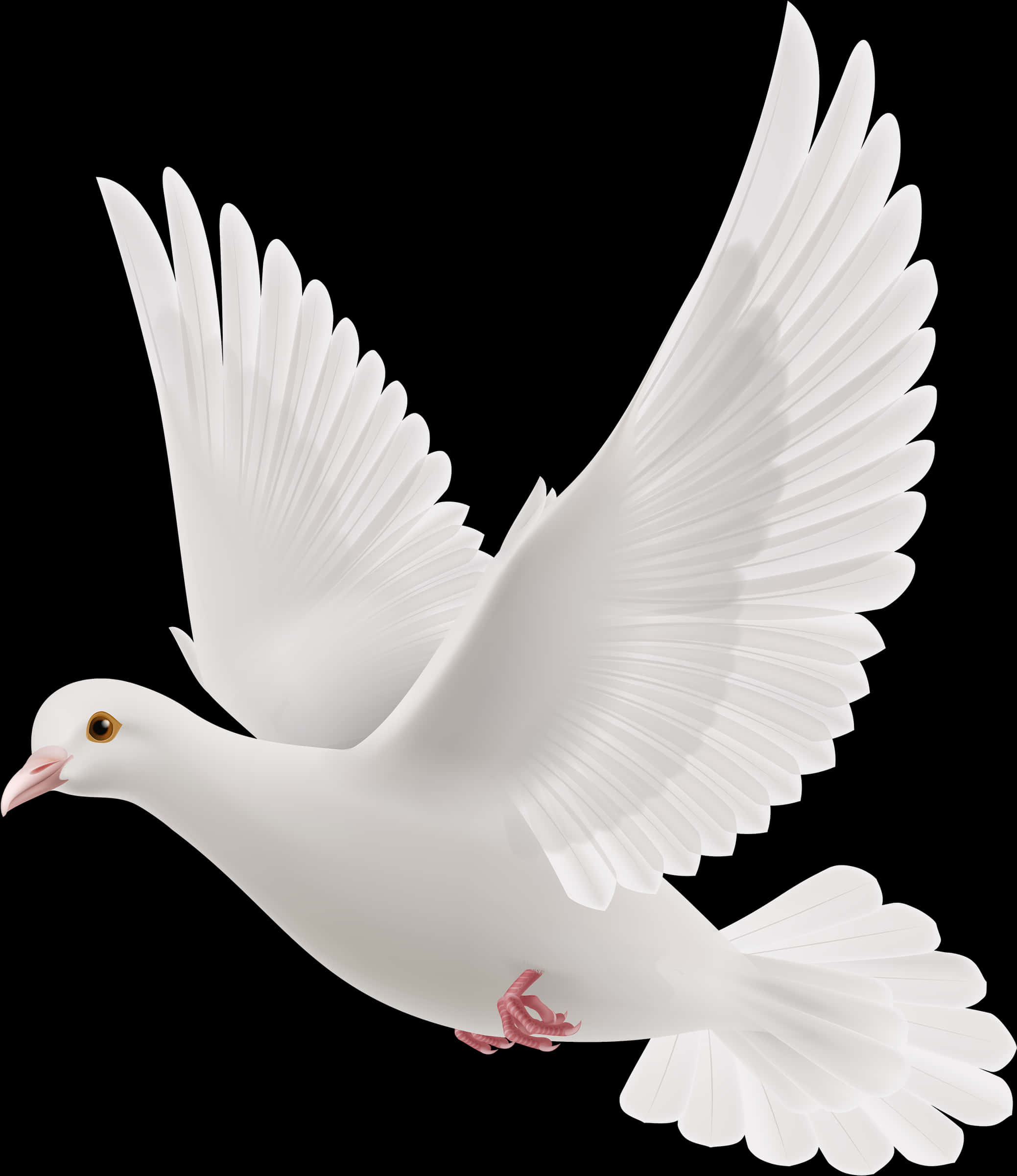 鳥 桌布 壁紙 — 一隻純潔的白鴿在純黑背景下展翅翱翔。