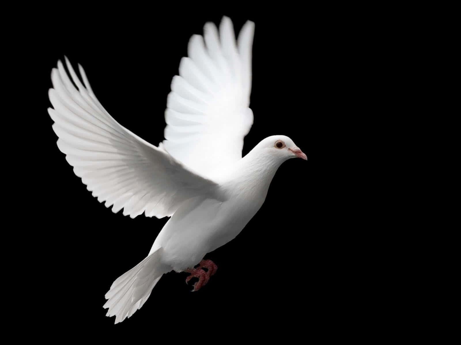 pigeon 桌布 壁紙 — 一隻純潔的白鴿在純黑背景下展翅高飛。