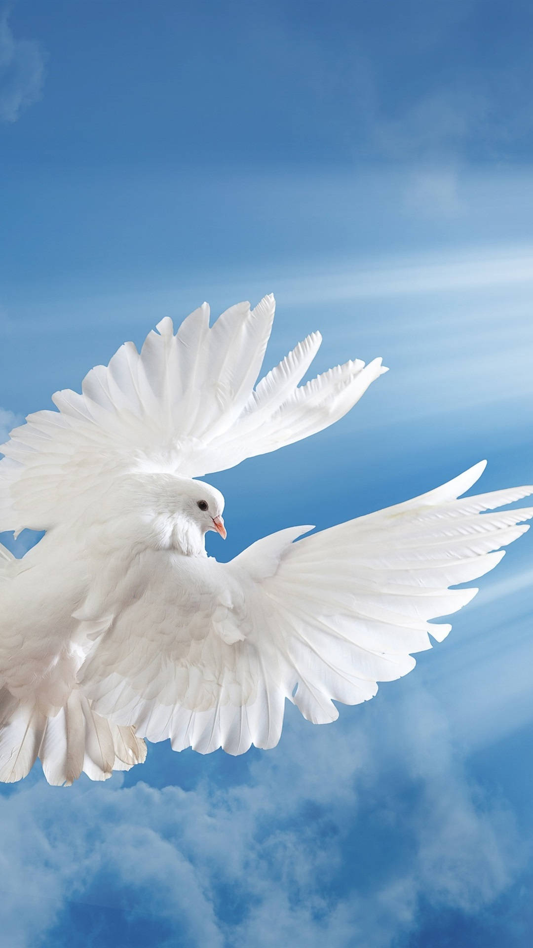 Dove 桌布 壁紙 — 一隻純潔的白鴿在蔚藍的天空中優雅地翱翔，伴隨著縷縷輕雲。