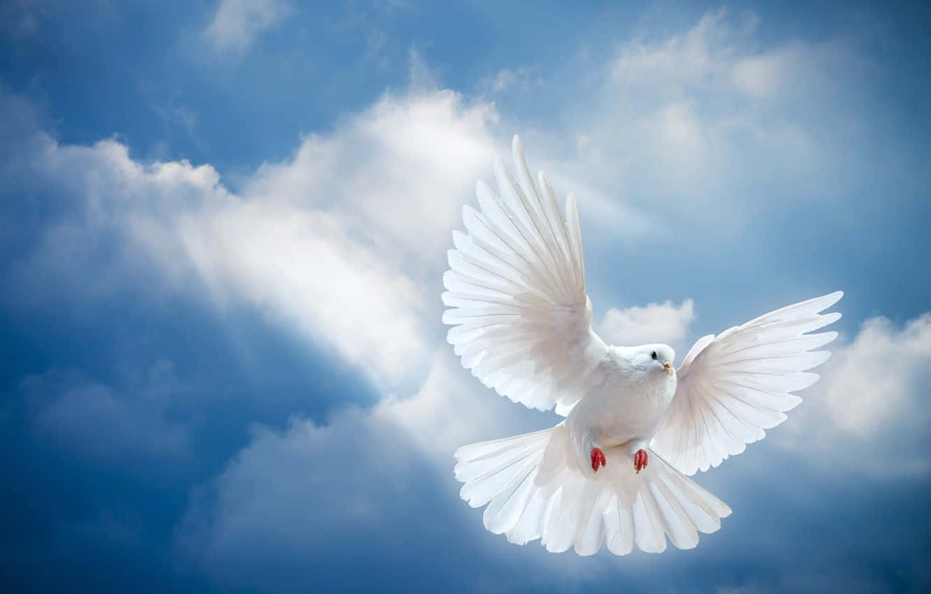 Dove 桌布 壁紙 — 一隻純潔的白鴿在點綴著蓬鬆白雲的湛藍天空中優雅翱翔。