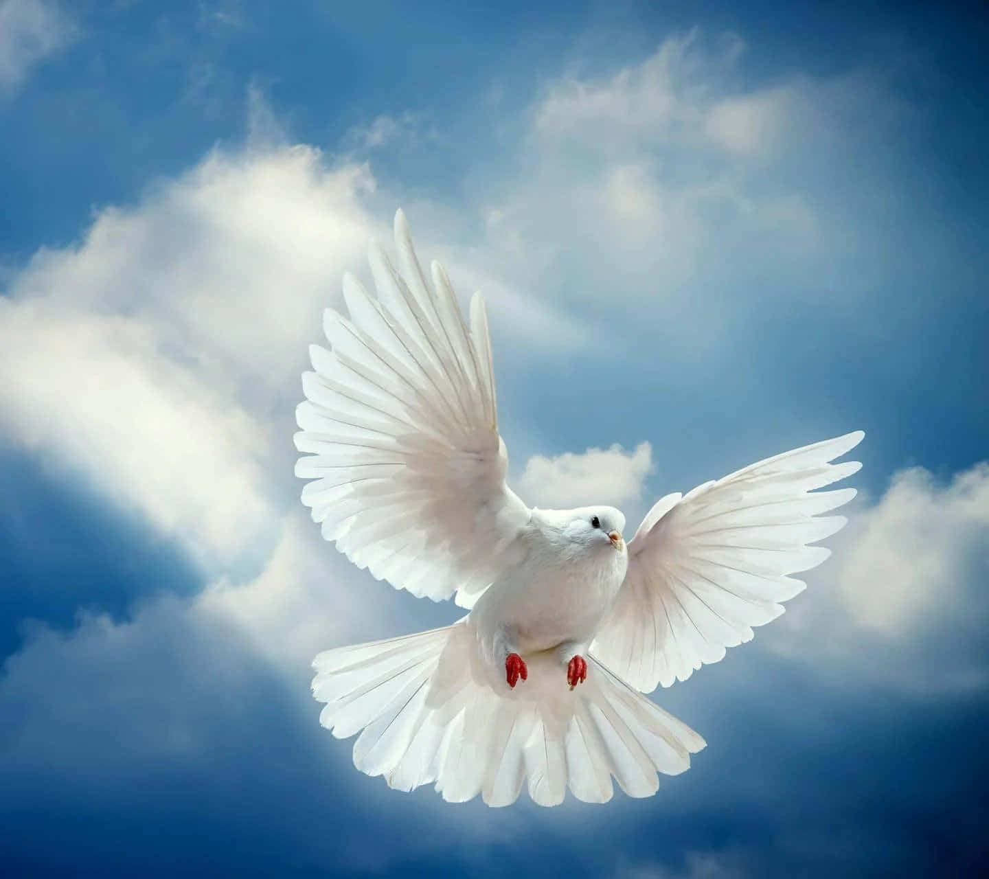 Dove 桌布 壁紙 — 一隻純潔的白鴿在點綴著蓬鬆白雲的鮮豔藍天中優雅地展翅翱翔。
