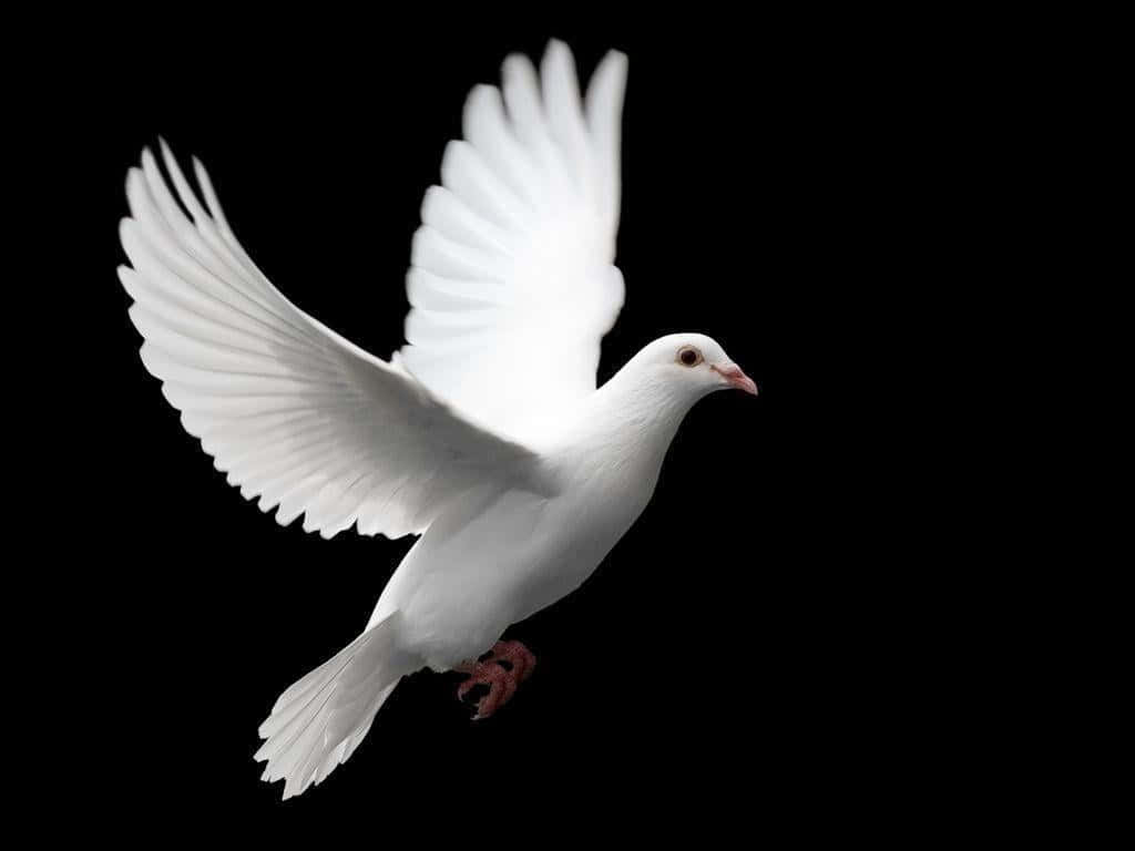 Dove 桌布 壁紙 — 一隻純潔的白鴿展翅高飛，襯托著漆黑的背景。
