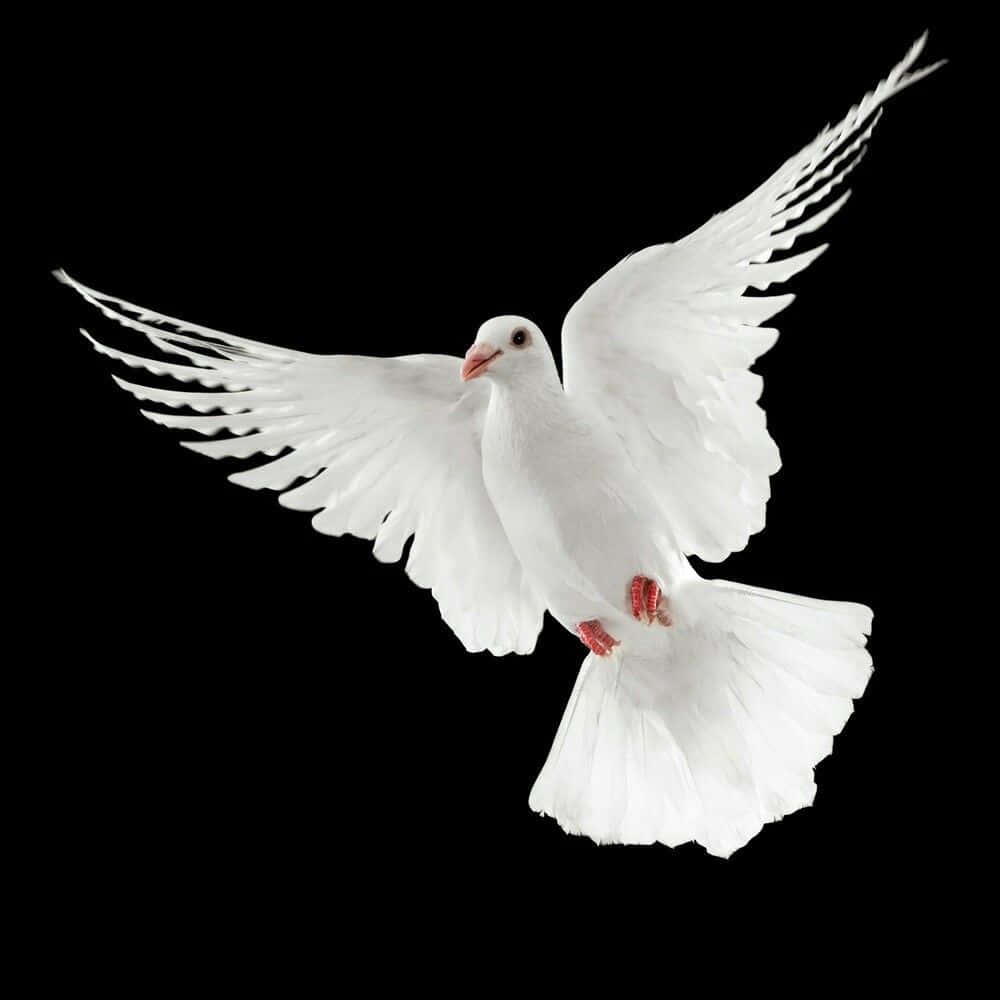 Dove Wings 桌布 壁紙 — 一隻純潔的白鴿展開雙翅，在漆黑的背景下翱翔。