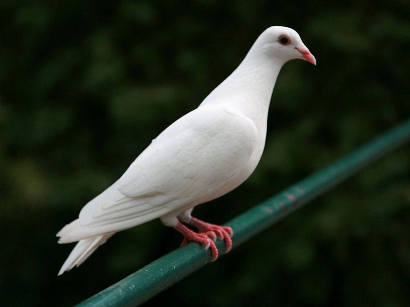鳥 桌布 壁紙 — 一隻純潔的白鴿平靜地棲息在綠色欄杆上，背景是柔和模糊的綠色。