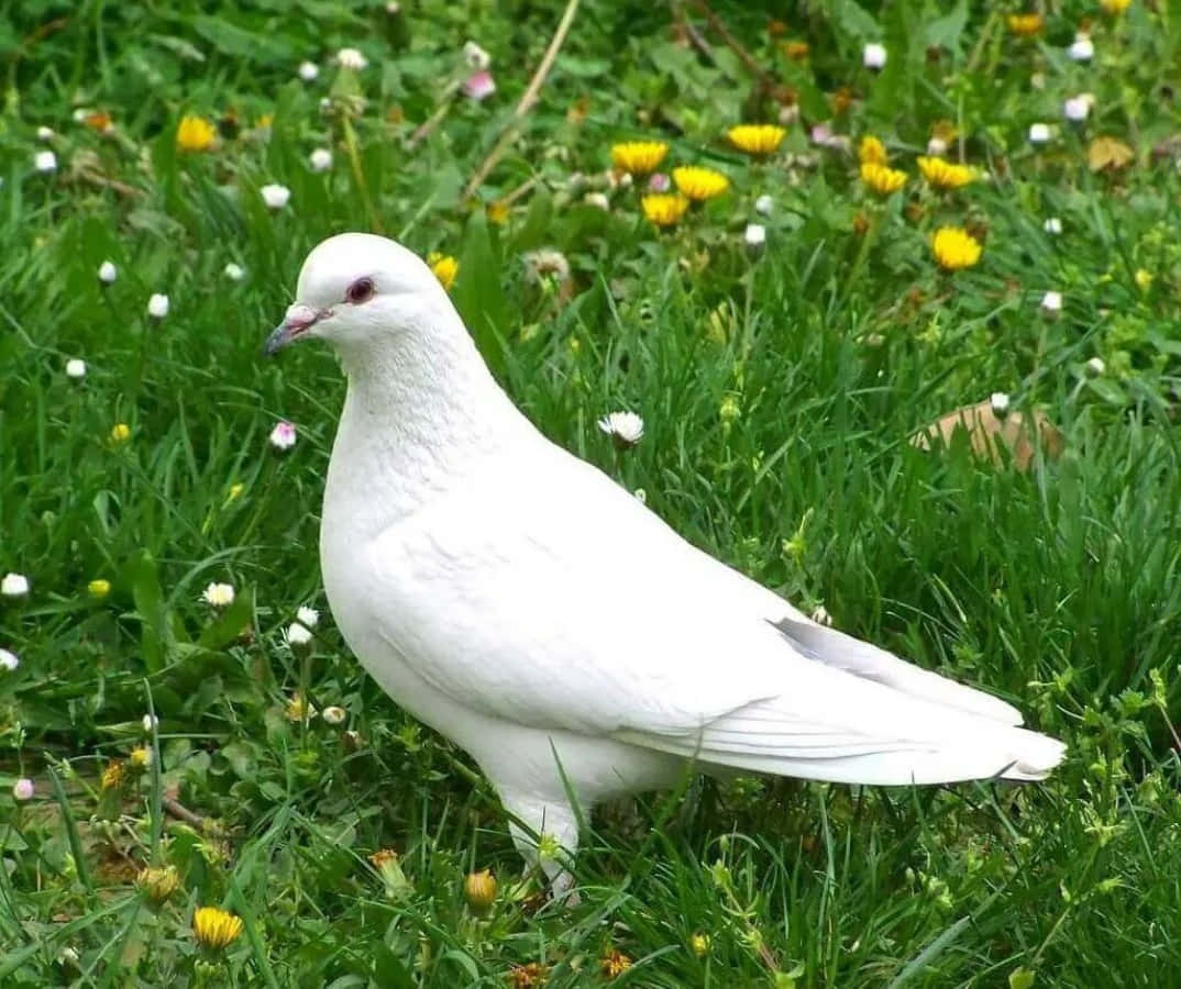 Dove 桌布 壁紙 — 一隻純潔的白鴿平靜地站在一片點綴著黃色和白色野花的翠綠草地上。