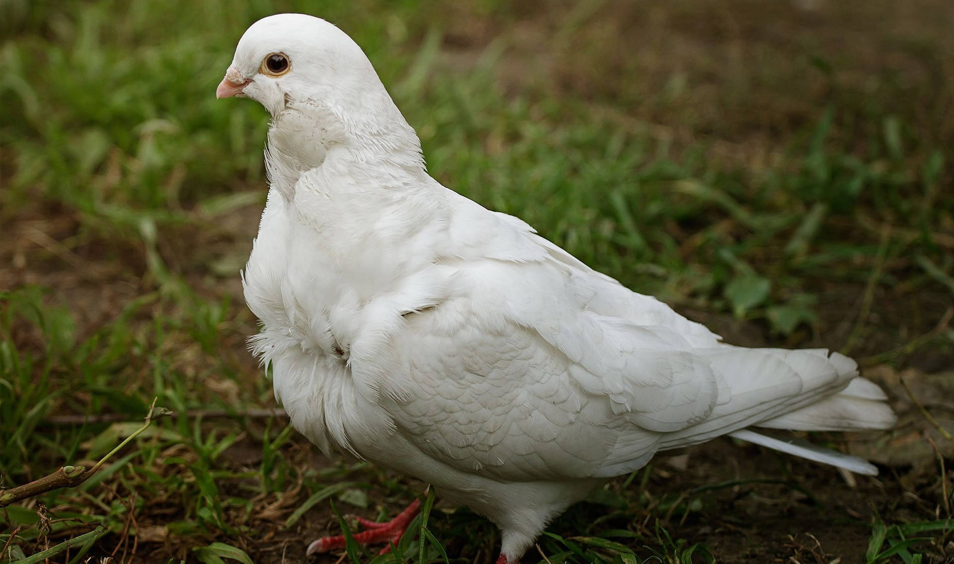 鳥 桌布 壁紙 — 一隻純潔的白鴿警覺地站在草地上，柔和自然光突顯其蓬鬆羽毛。