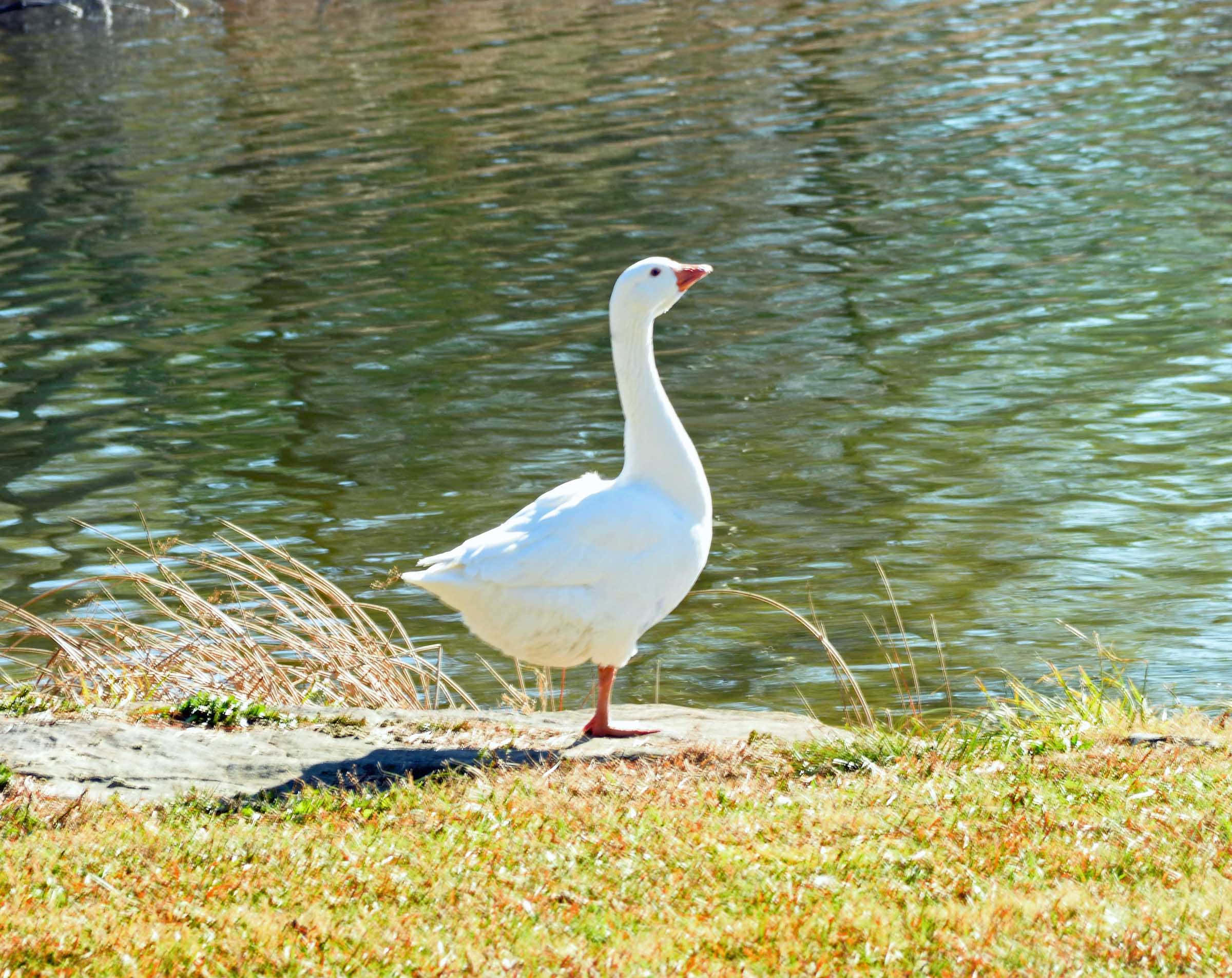 Goose 桌布 壁紙 — 一隻純潔的白鵝優雅地站在陽光下波光粼粼的水邊草地上。