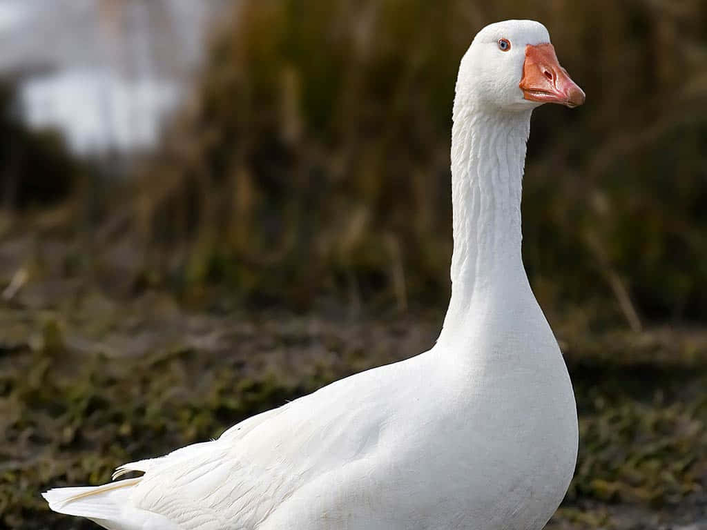 Goose 桌布 壁紙 — 一隻純潔的白鵝在模糊的自然環境中警覺地站立，帶有大地色調。