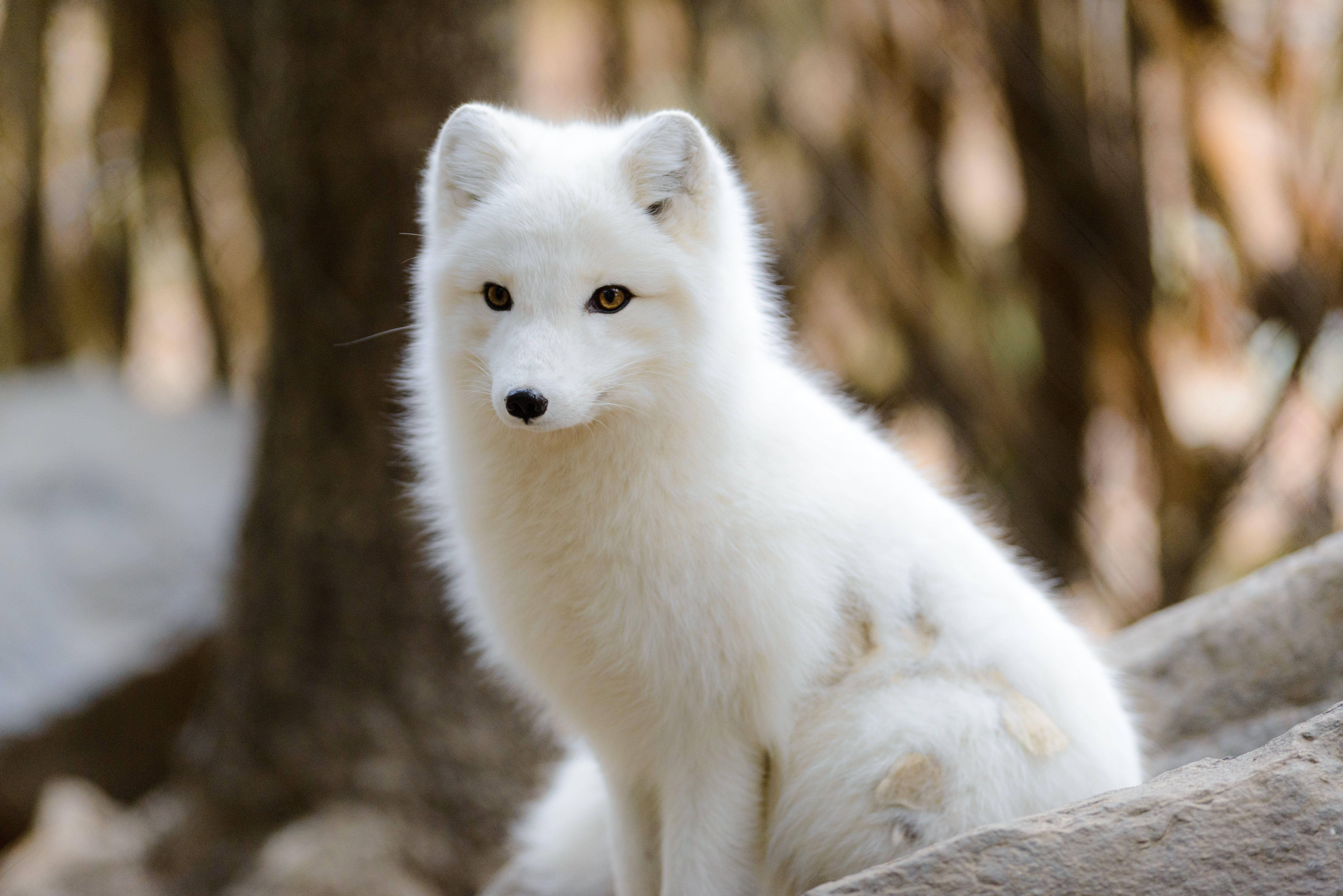 White Fox 桌布 壁紙 — 一隻純白北極狐警覺地坐在陽光普照的森林中的岩石上，背後是模糊的樹幹。