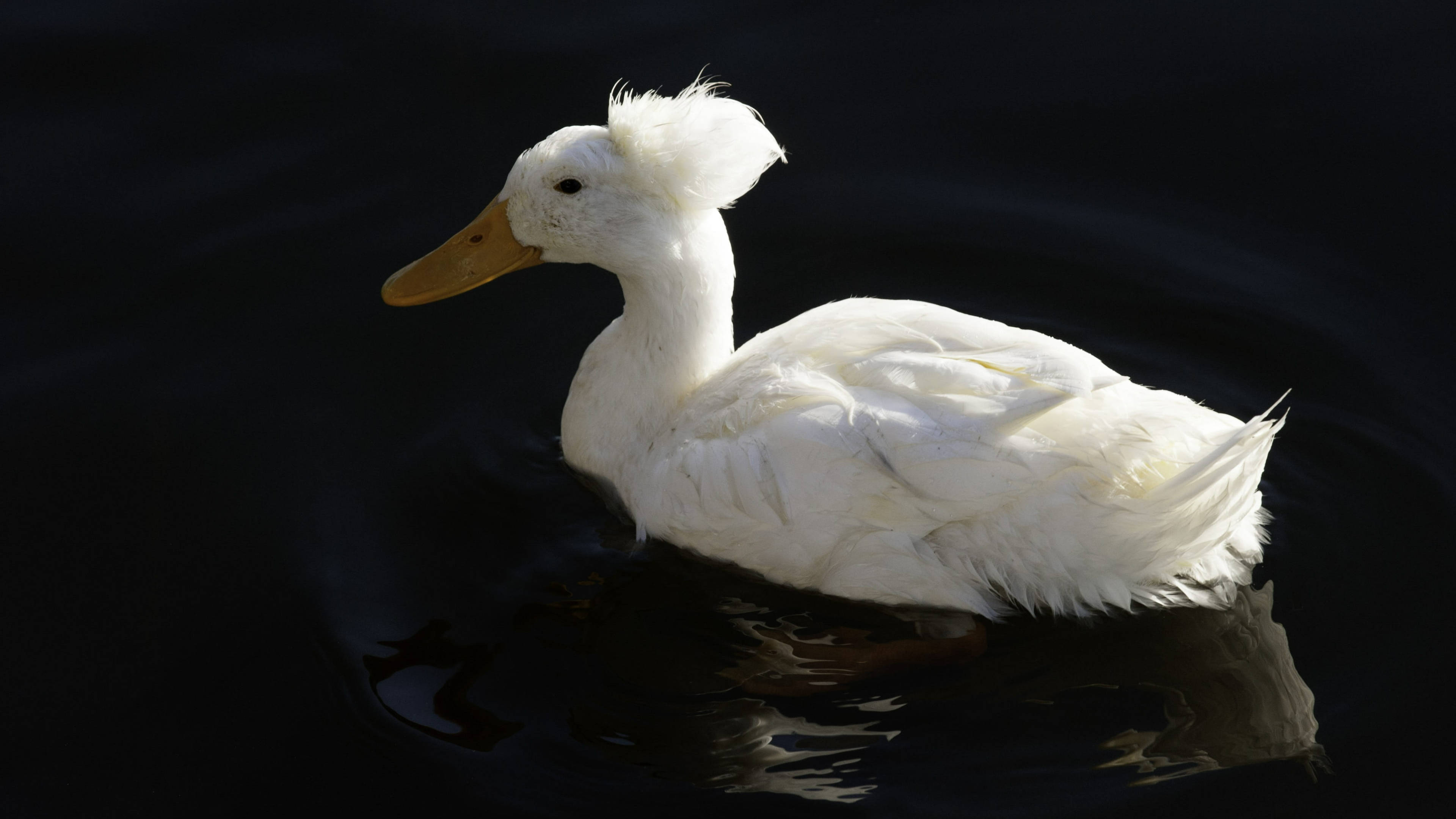 White Duck 桌布 壁紙 — 一隻純白帶有簇狀冠羽的鴨子在戲劇性的逆光下，寧靜地在深色水面上滑行。