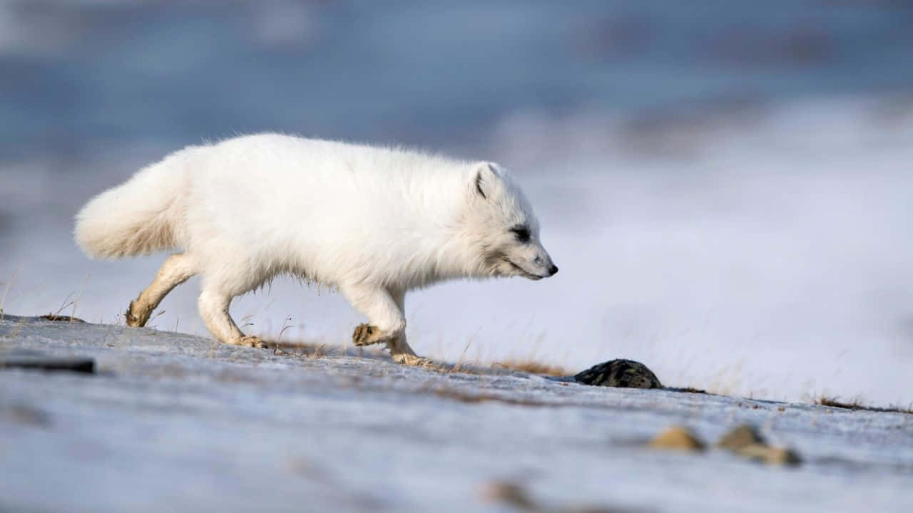 北極狐 桌布 壁紙 — 一隻純白的北極狐在明亮的日光下自信地走過雪原苔原。