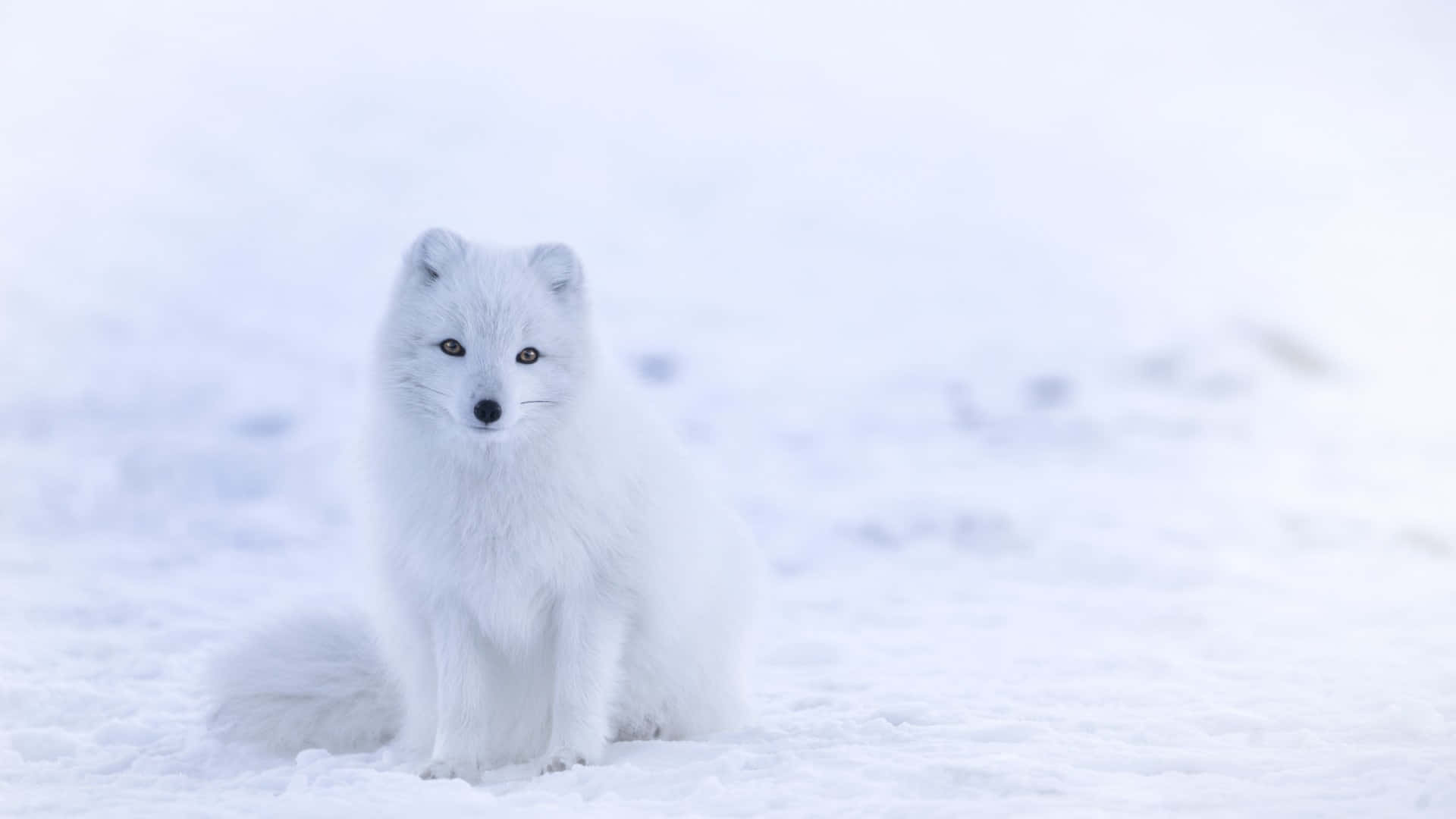 Cute Winter 桌布 壁紙 — 一隻純白的北極狐警覺地坐在雪地中，背景柔和模糊。