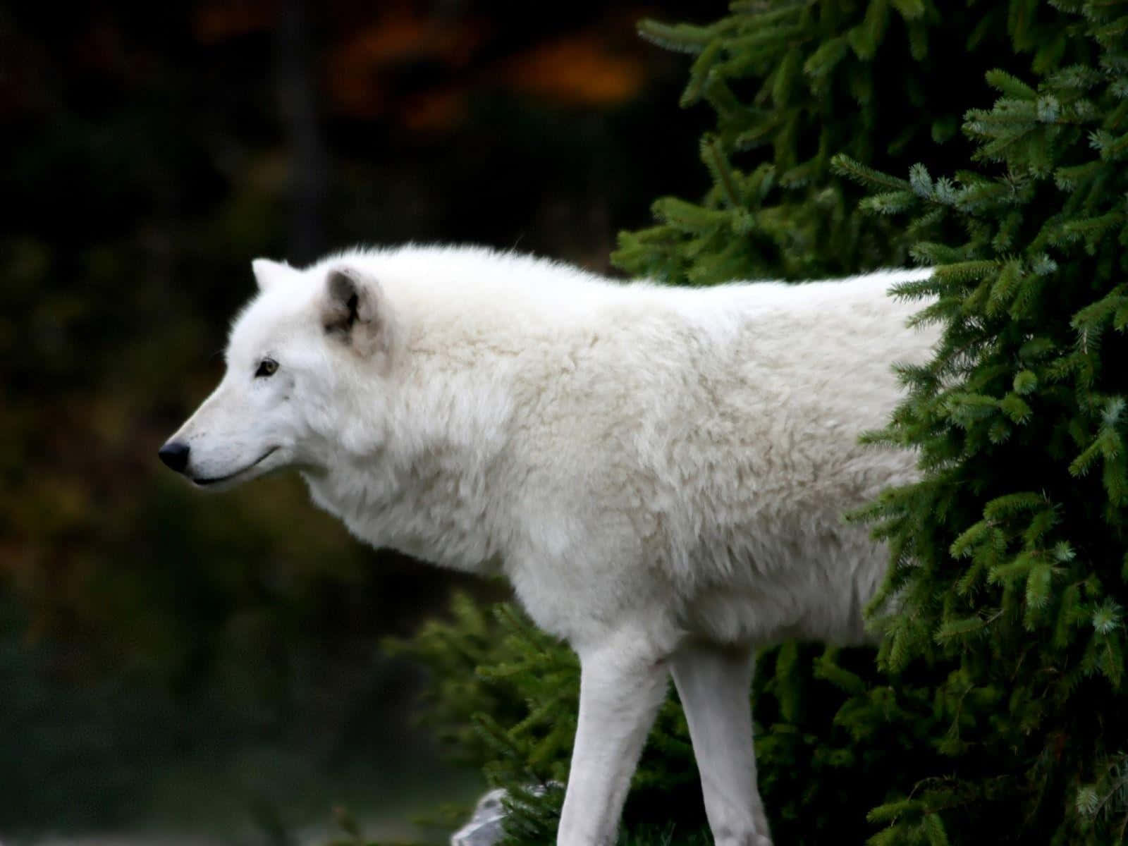 Arctic Wolf 桌布 壁紙 — 一隻純白的狼在陰暗的森林中，警覺地站在茂密的常綠灌木旁。