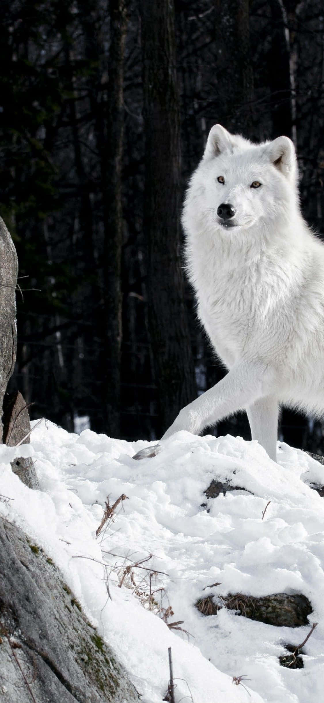 Wolf iPhone 桌布 壁紙 — 一隻純白的狼在黑暗的冬季森林樹木間的雪坡上警覺地站立。