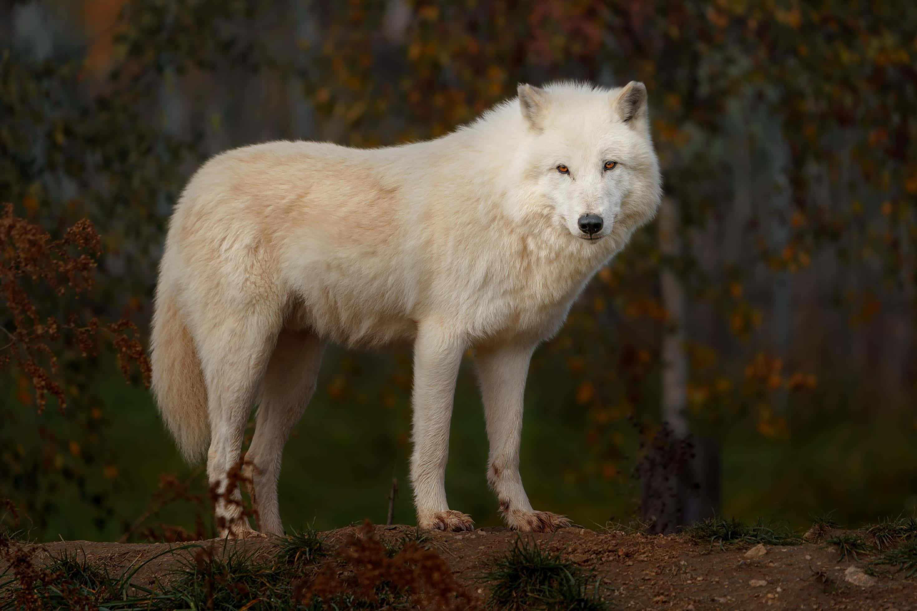 Wolf In Autumn 桌布 壁紙 — 一隻純白的狼警覺地站在被秋葉環繞的森林山脊上。