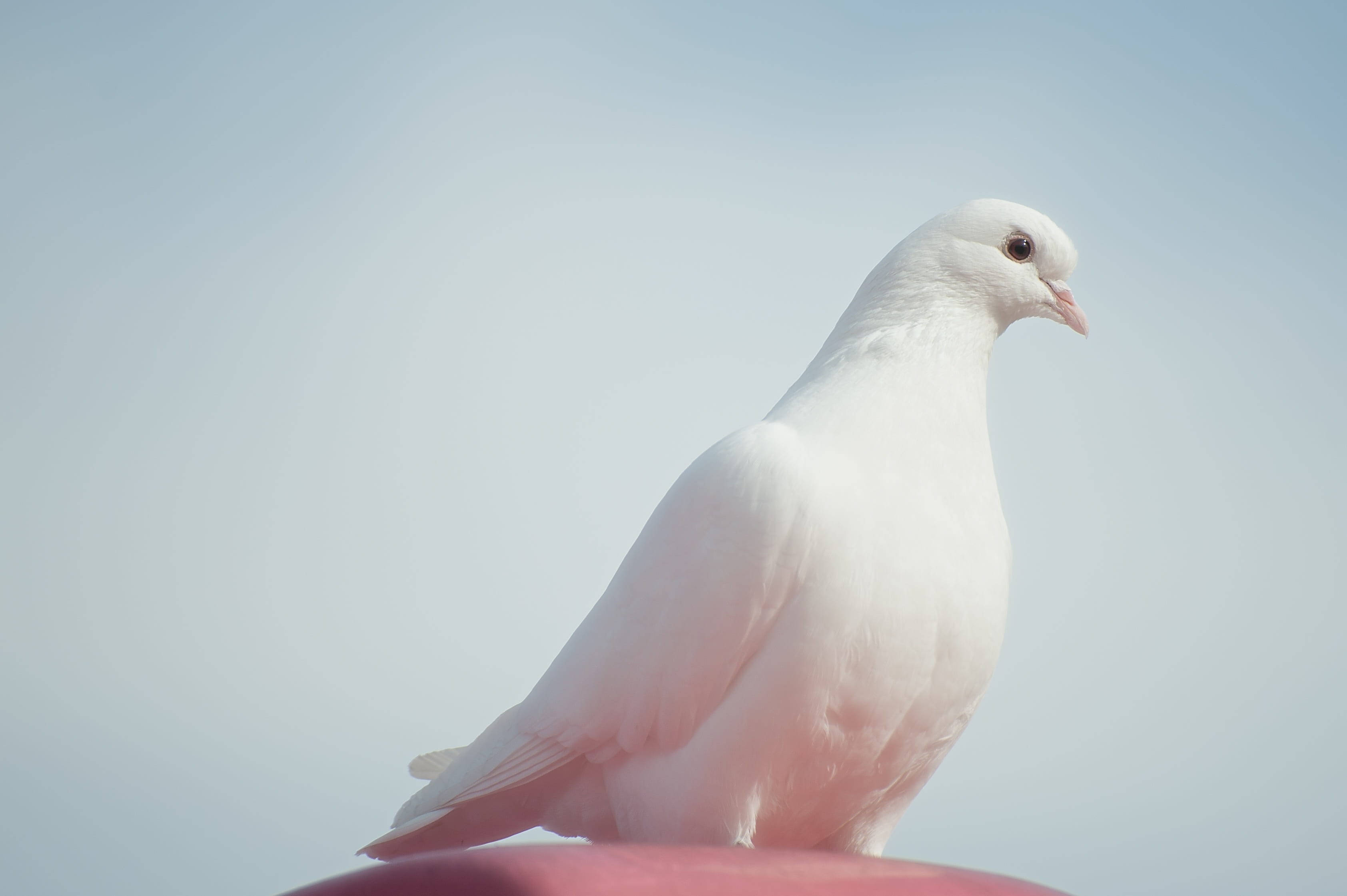 White Dove 桌布 壁紙 — 一隻純白的鴿子平靜地棲息在粉紅色表面上，背景是柔和的藍天。