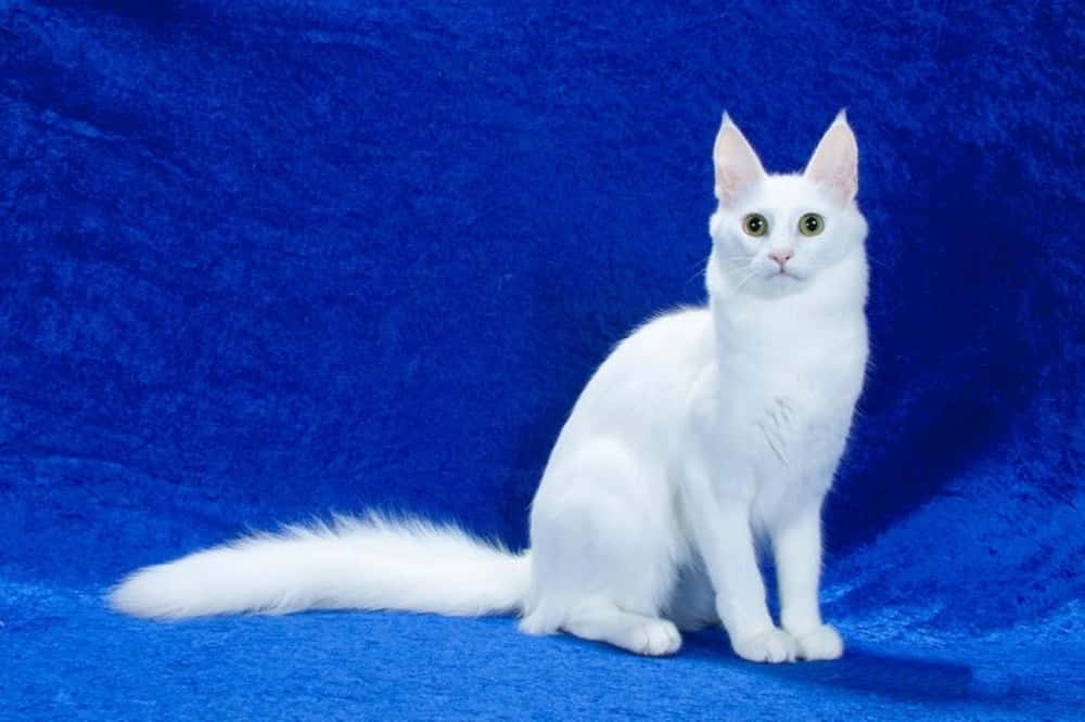 Turkish Angora 桌布 壁紙 — 一隻純白綠眼貓咪，優雅地坐在質感豐富的皇家藍背景前。
