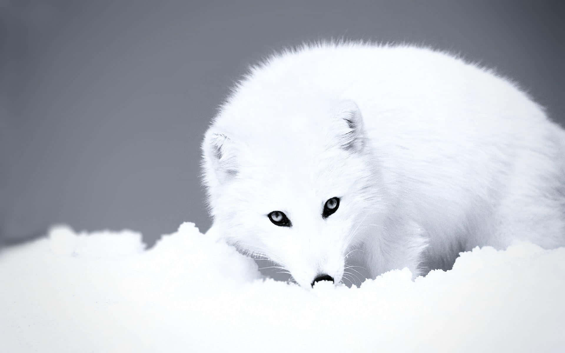 一隻藍眼白北極狐蹲伏在雪中。 — 北極狐 GIF 壁紙