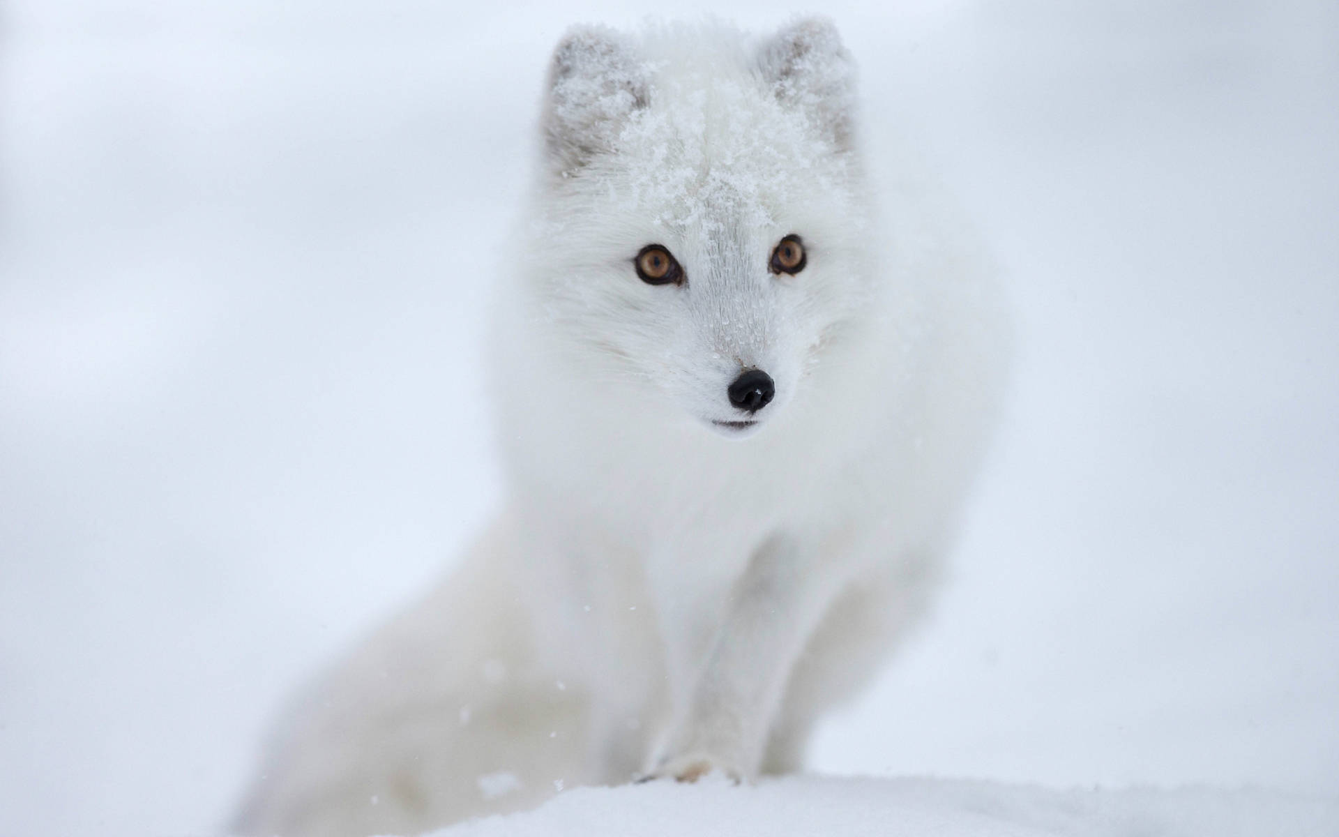 White Fox 桌布 壁紙 — 一隻純白色的北極狐，琥珀色的眼睛，警覺地坐在雪景中，皮毛上灑滿了新鮮的雪花。