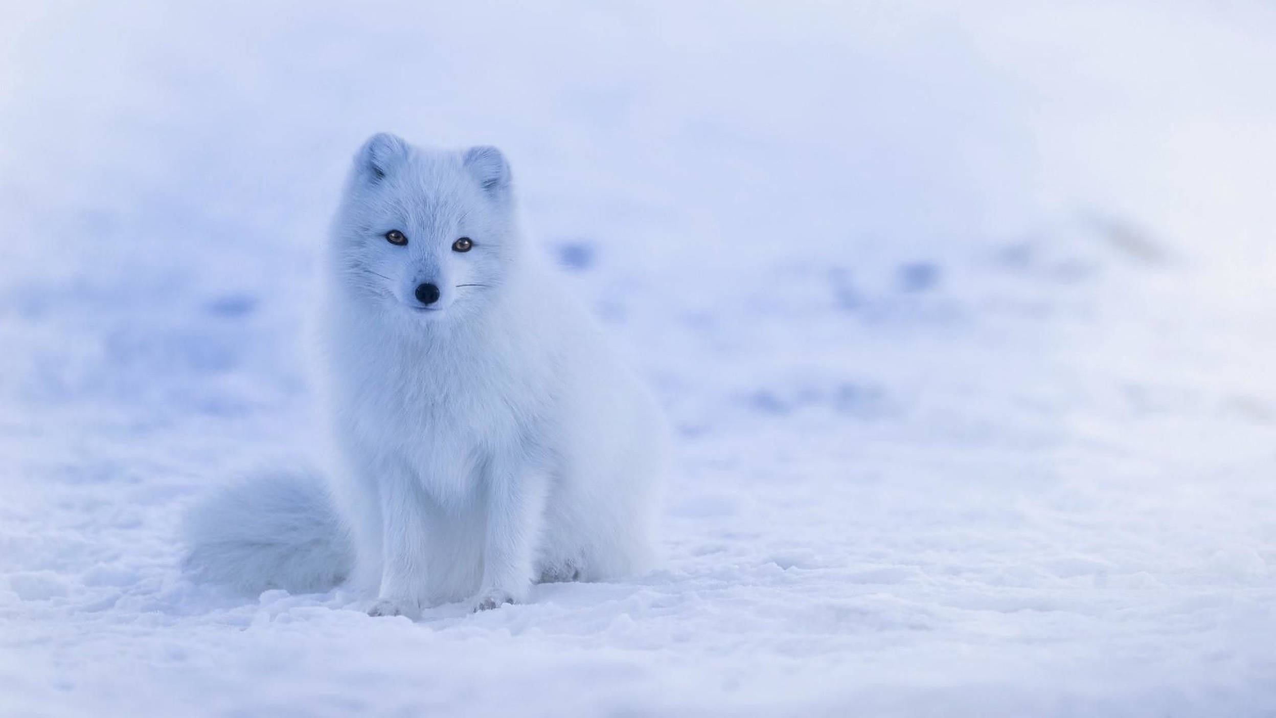 animals 桌布 壁紙 — 一隻純白色的北極狐在柔和的藍光下警覺地坐在雪地裡。