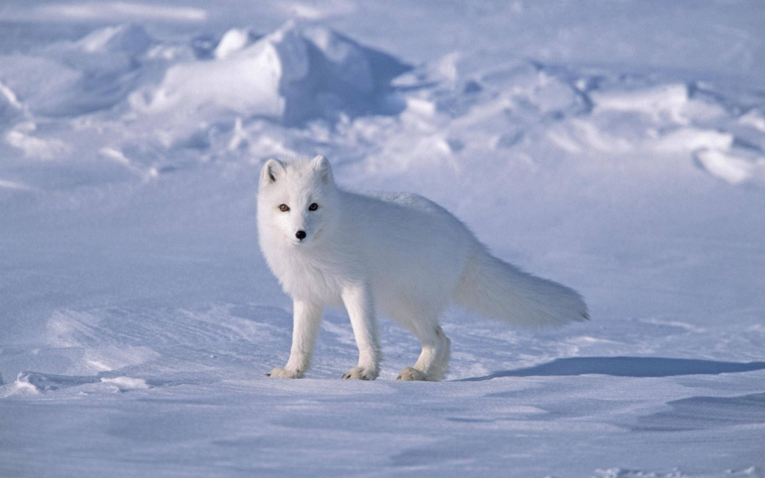 White Fox 桌布 壁紙 — 一隻純白色的北極狐在陽光普照、帶有柔和藍色陰影的雪地凍原上警覺地站立。