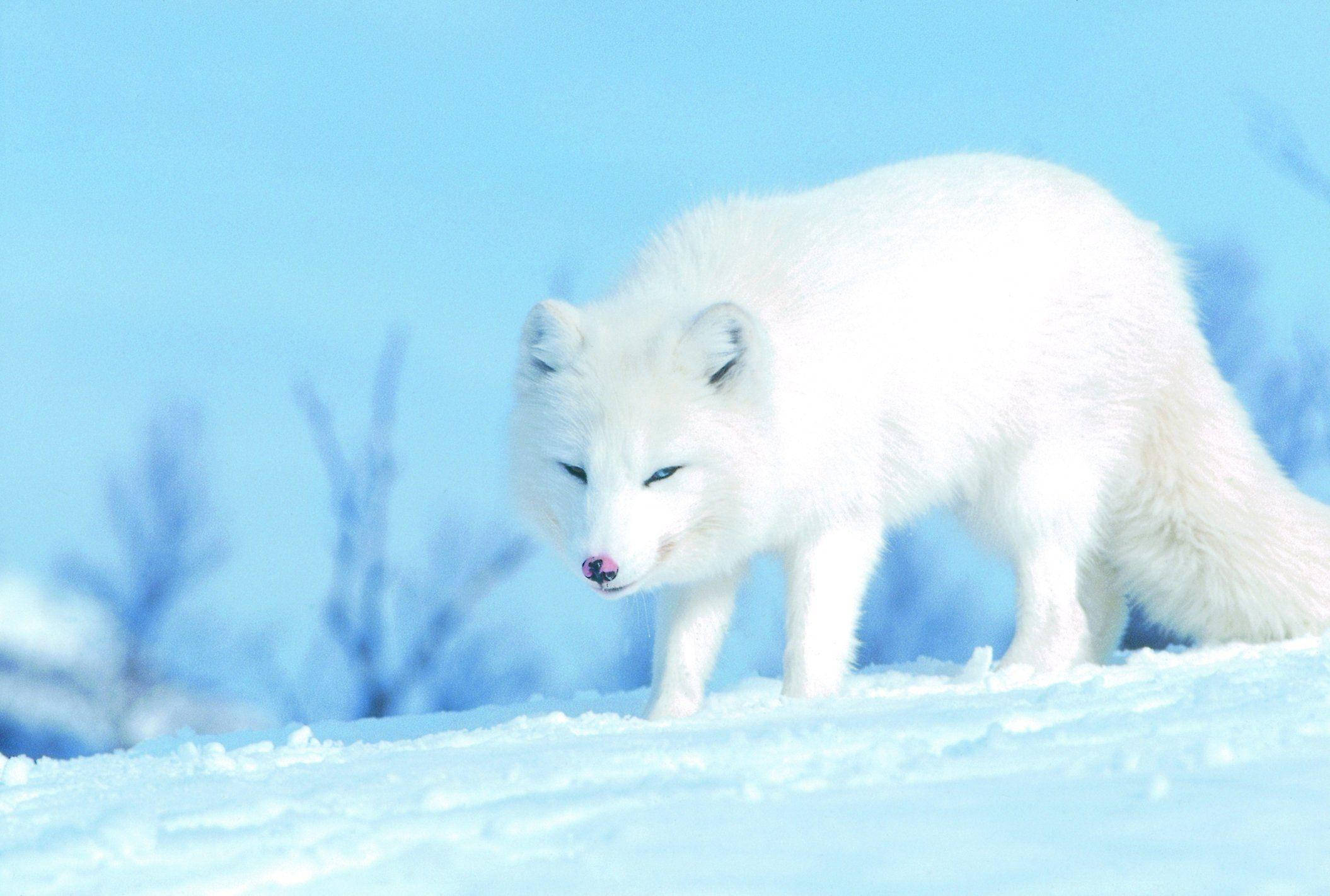White Fox 桌布 壁紙 — 一隻純白色的北極狐在雪地上警覺地站立，背景是晴朗的藍天和模糊的冰枝。