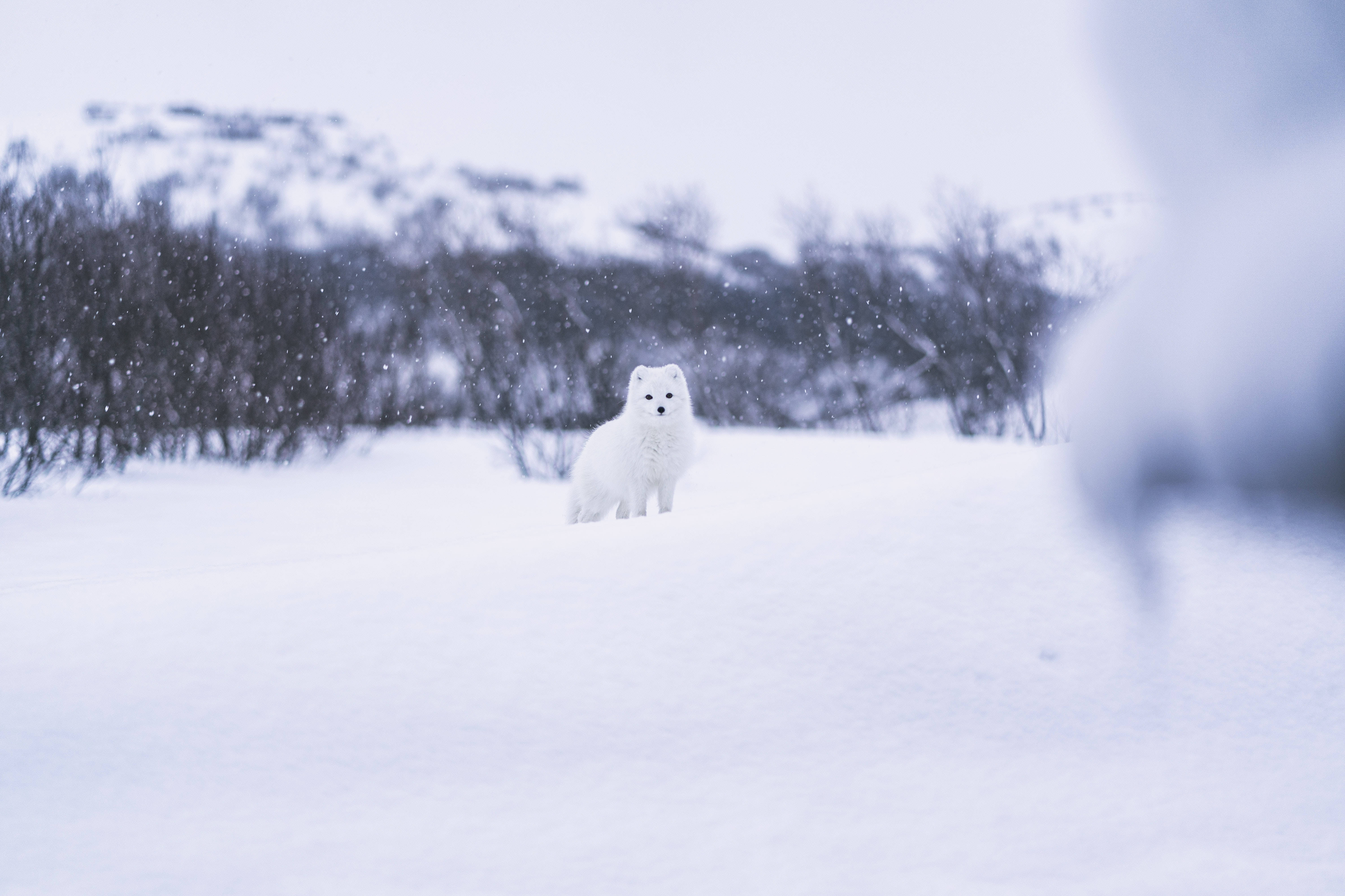 White Fox 桌布 壁紙 — 一隻純白色的北極狐在雪地中警覺地站立，柔和的雪花在蒼白的冬日天空中飄舞。