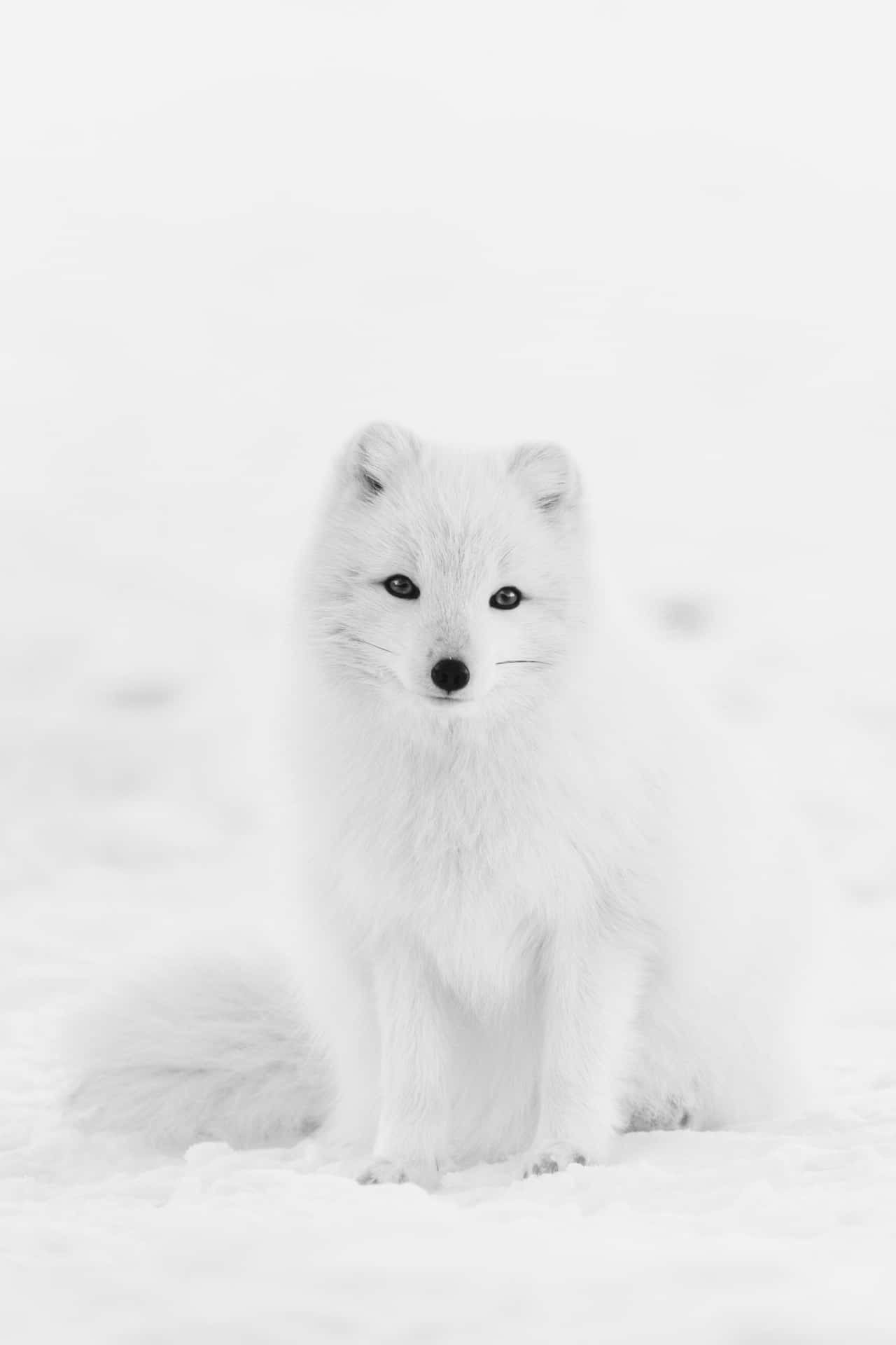 北極狐 桌布 壁紙 — 一隻純白色的北極狐在雪白的冬季風景中警覺地坐著，其深色的眼睛穿透明亮的白色環境。