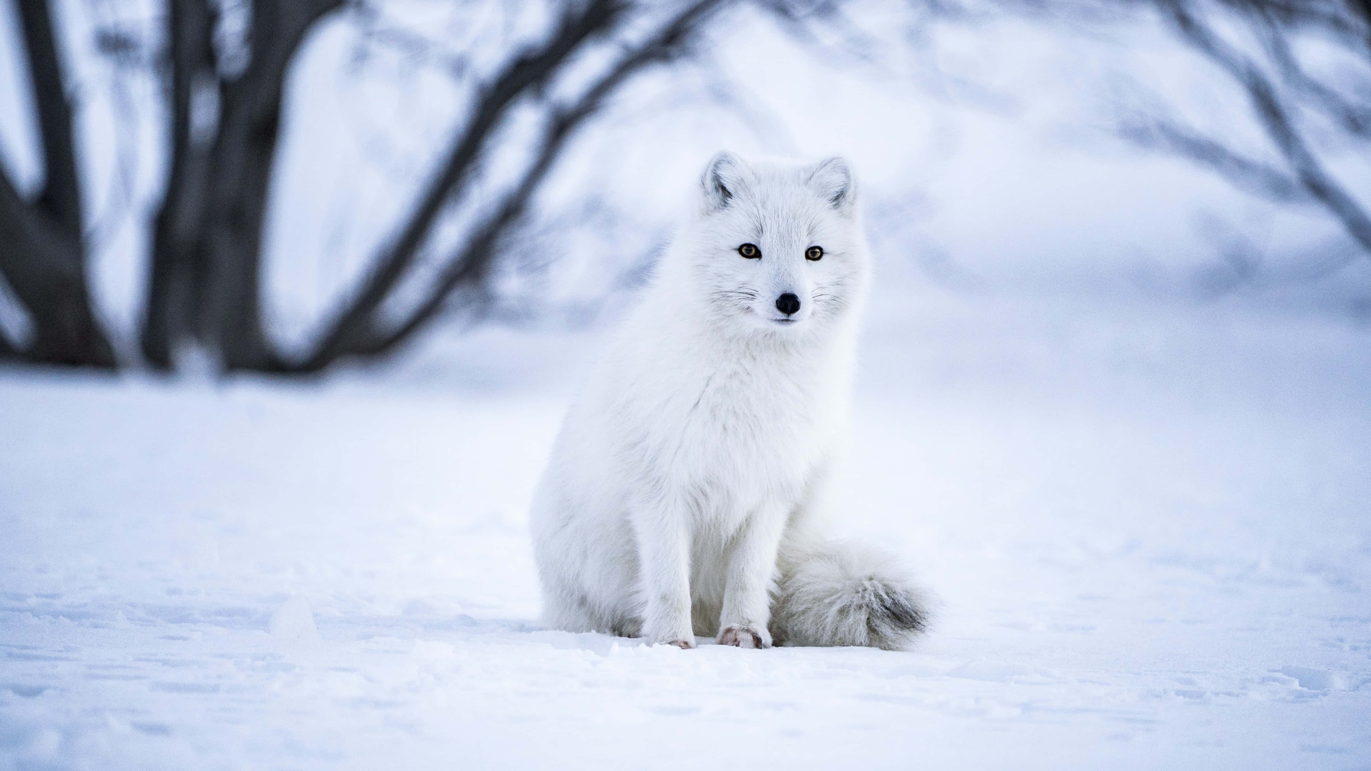 Wolf In Snow 桌布 壁紙 — 一隻純白色的北極狐警覺地坐在深雪中，背景是冬天模糊的裸樹。