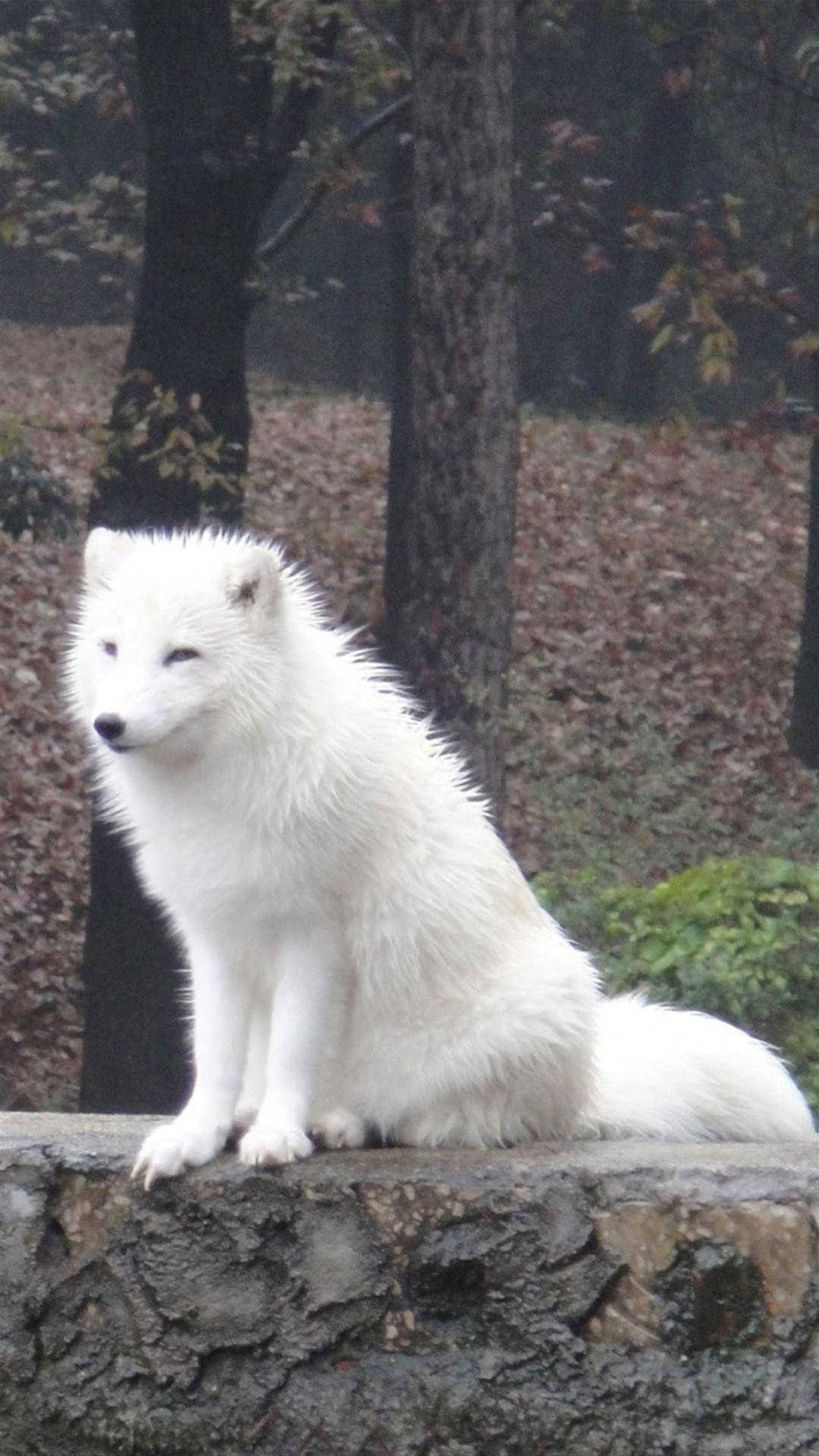 White Fox 桌布 壁紙 — 一隻純白色的北極狐警覺地坐在長滿苔蘚的石牆上，周圍是落葉紛飛的秋樹。