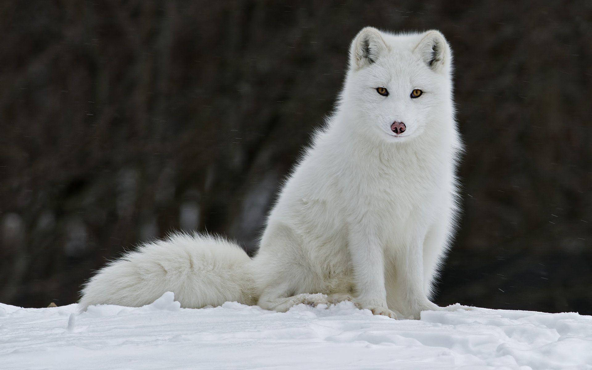 White Fox 桌布 壁紙 — 一隻純白色的北極狐警覺地坐在雪地上，背後有模糊的深色樹木。