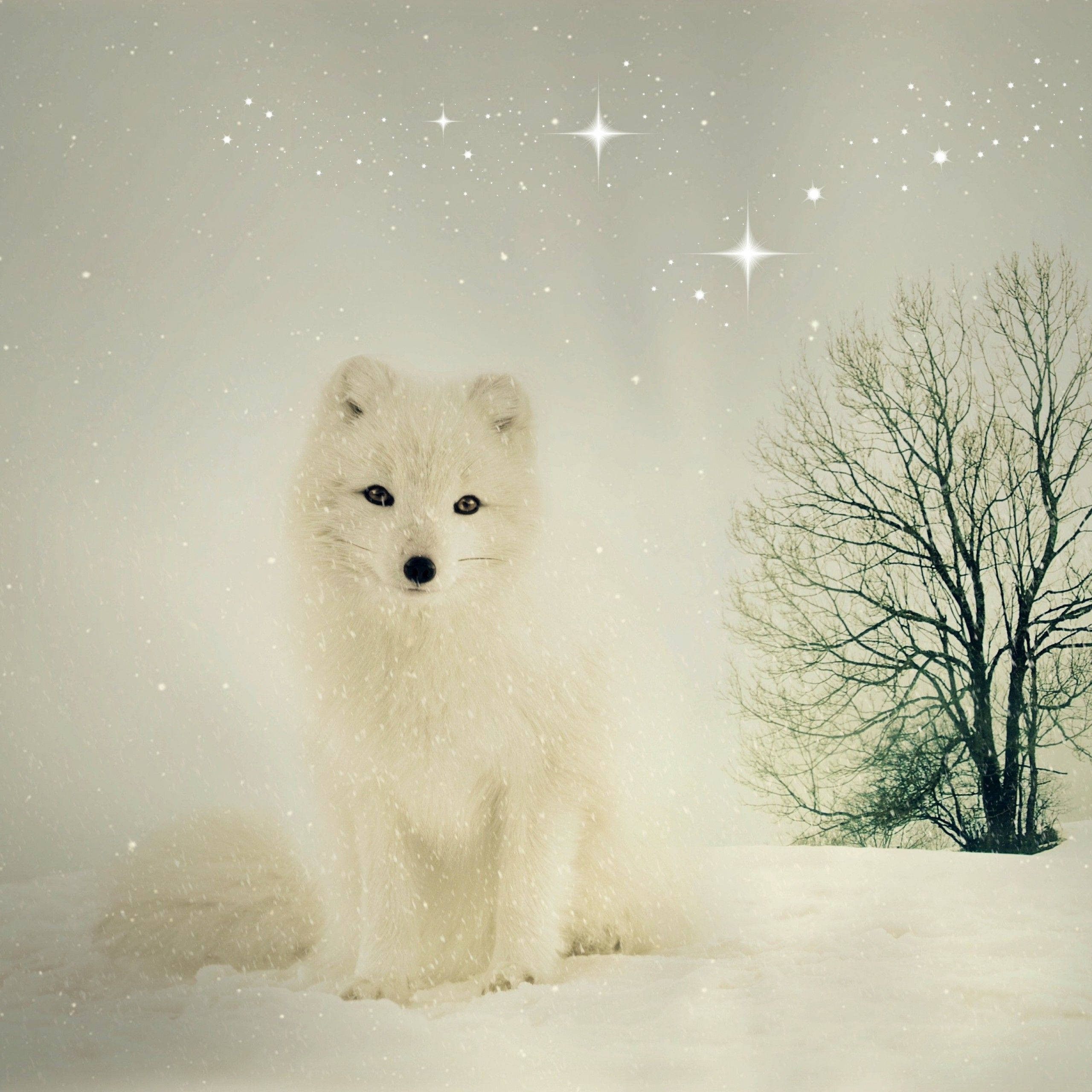小狐狸 桌布 壁紙 — 一隻純白色的北極狐警覺地坐在雪地裡，旁邊有一棵光禿禿的樹，背景是繁星點點的冬日天空。
