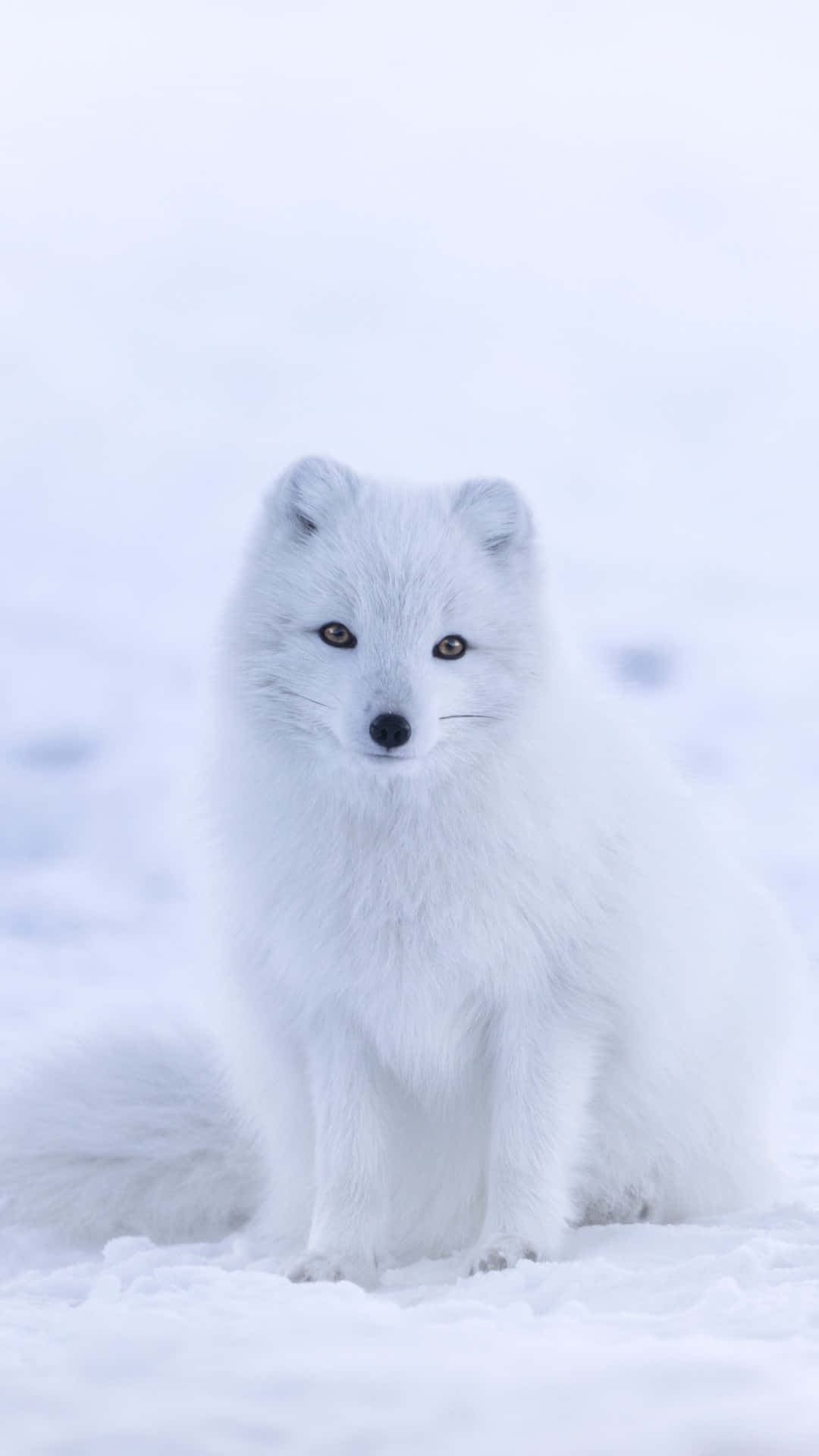 White Snow 桌布 壁紙 — 一隻純白色的北極狐警覺地坐在雪地中，背景柔和模糊。