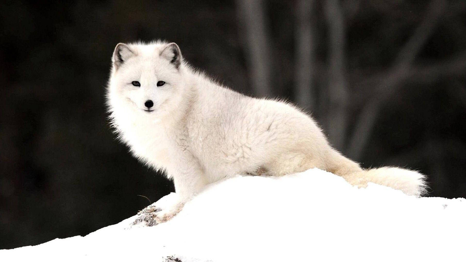 White Fox 桌布 壁紙 — 一隻純白色的北極狐警覺地坐在雪堆上，背景是黑暗模糊的森林。