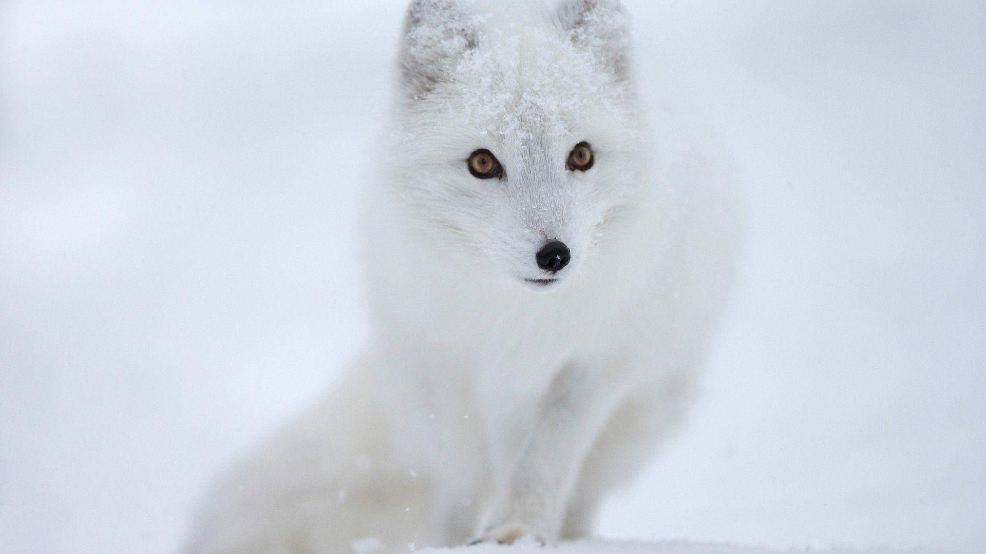 White Fox 桌布 壁紙 — 一隻純白色的北極狐警覺地坐在雪景中，琥珀色的眼睛直視著觀眾。
