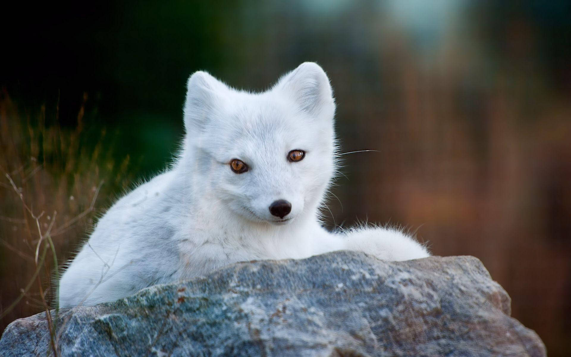 White Fox 桌布 壁紙 — 一隻純白色的北極狐警覺地棲息在粗糙的灰色岩石上，琥珀色的眼睛專注地凝視著柔和模糊的自然背景。