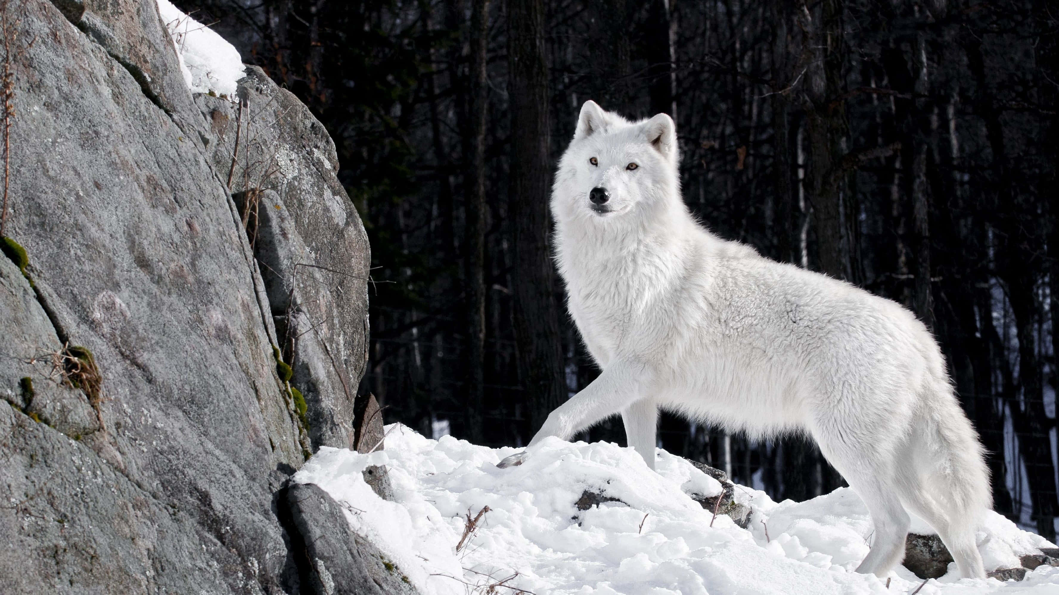 Wolf In Snow 桌布 壁紙 — 一隻純白色的北極狼在冬天警覺地站在黑暗森林旁邊的雪岩上。