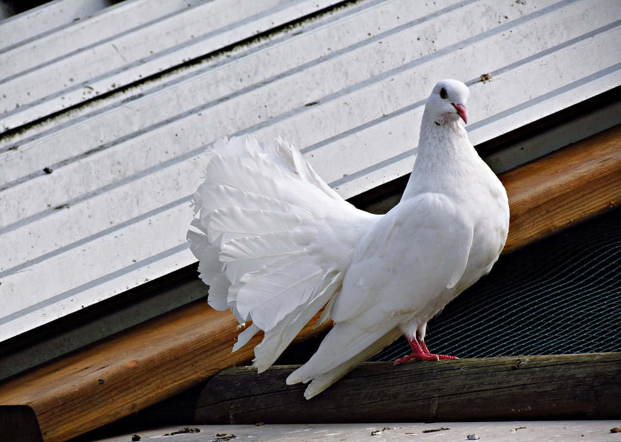 Dove Wings 桌布 壁紙 — 一隻純白色的扇尾鴿自信地棲息在木樑上，尾羽展開如扇，背景是波紋金屬屋頂。