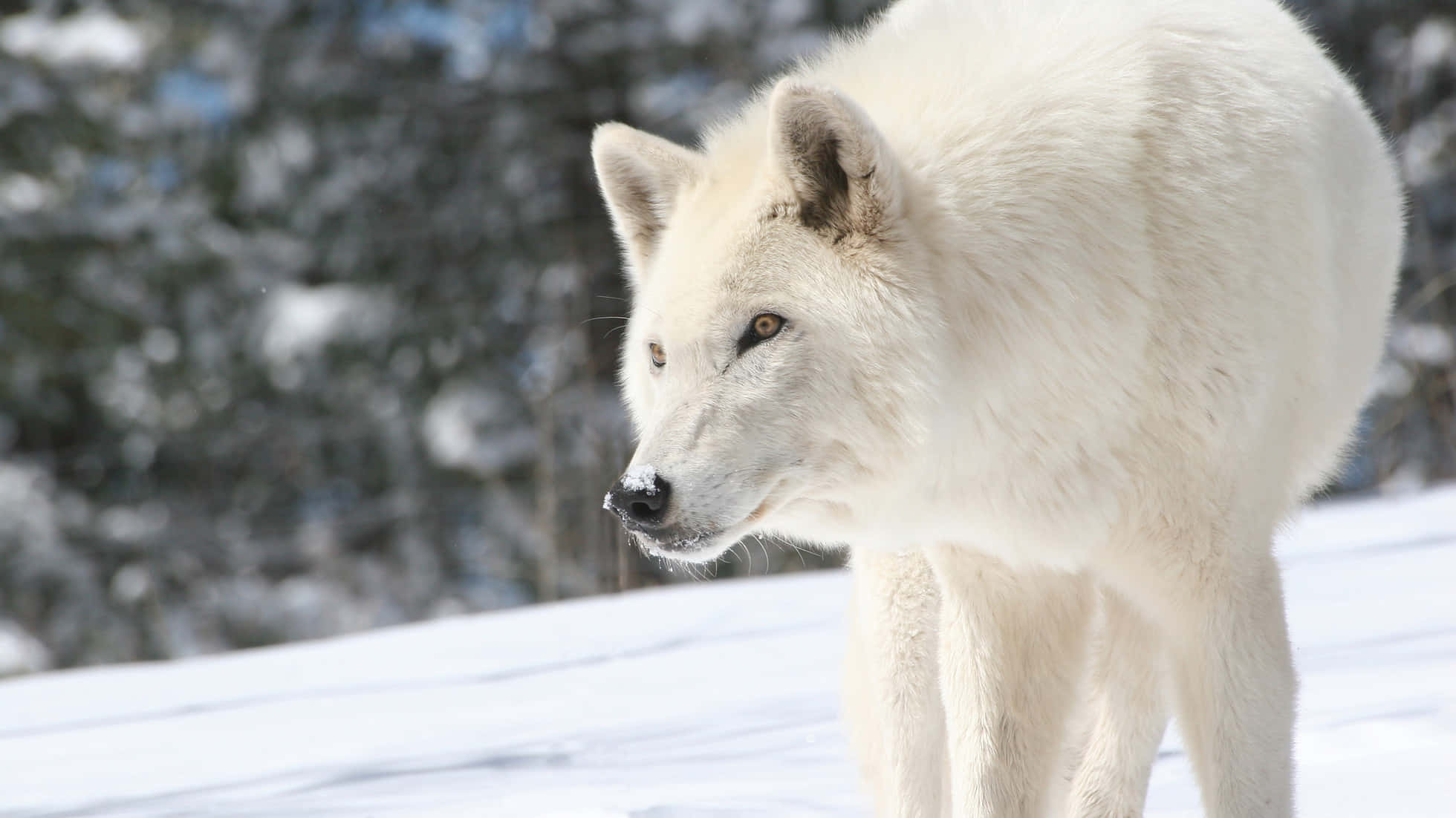 Wolf In Winter 桌布 壁紙 — 一隻純白色的狼警覺地站在白雪皚皚的冬季森林中，背景是灑滿雪霜的樹木，呈現柔和的焦點。