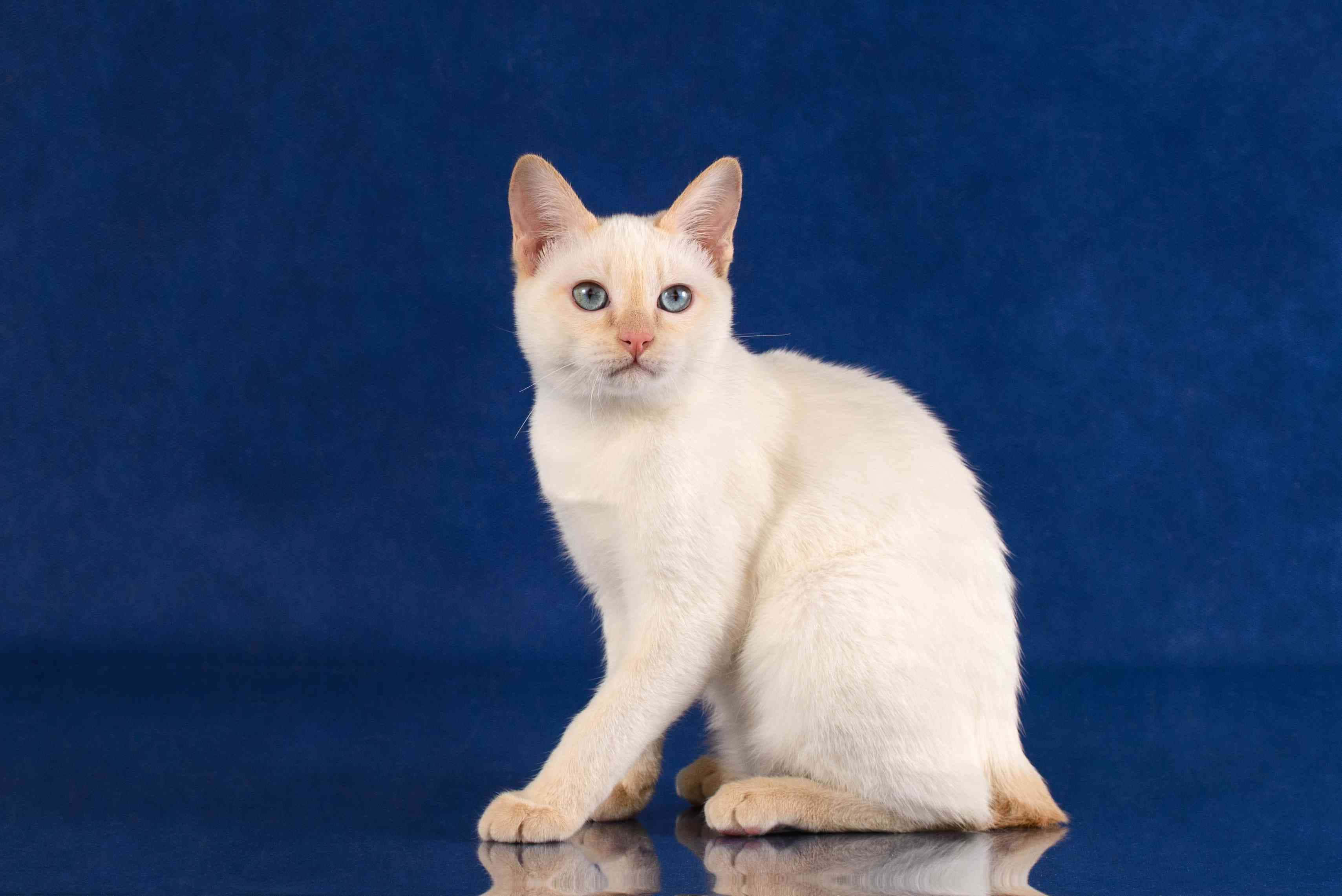 Japanese Bobtail 桌布 壁紙 — 一隻純白色的貓咪，擁有引人注目的藍色眼睛，端坐在濃郁的皇家藍背景前，牠的倒影在下方光滑的表面上閃閃發光。