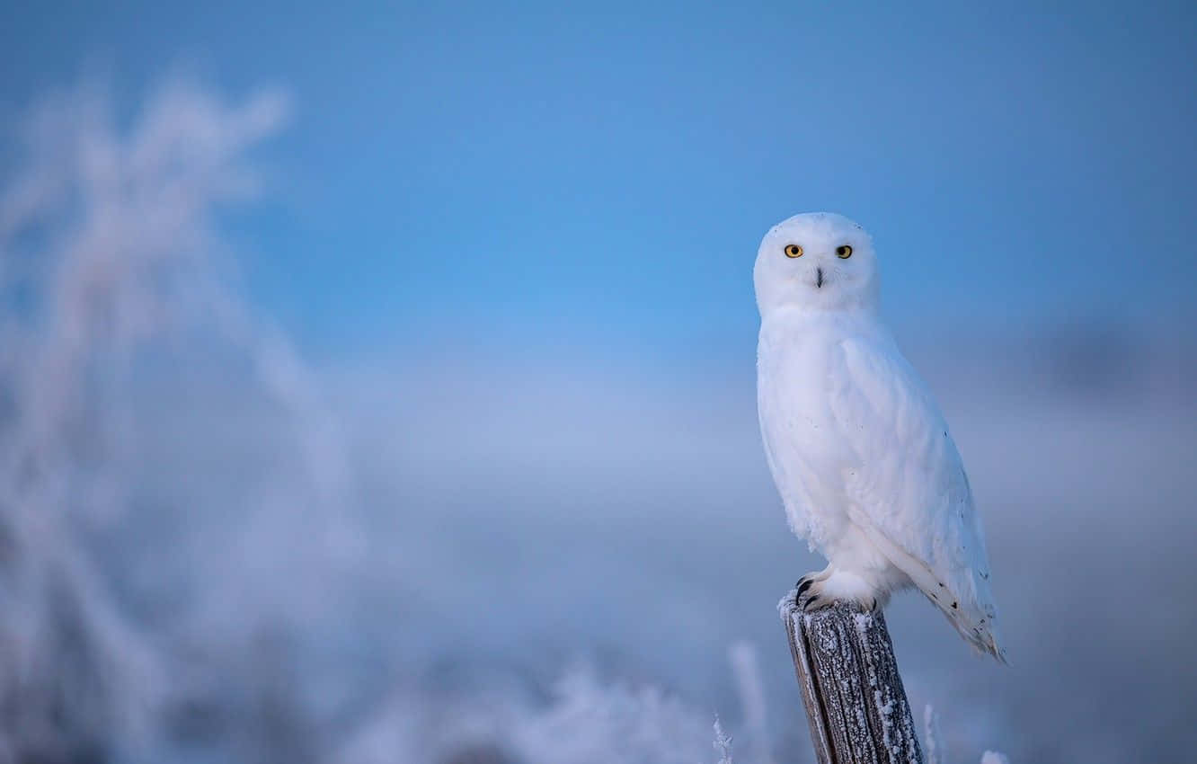 Snowy Owl 桌布 壁紙 — 一隻純白色的雪鴞警覺地棲息在結霜的木柱上，背景是柔和的藍色冬日天空。